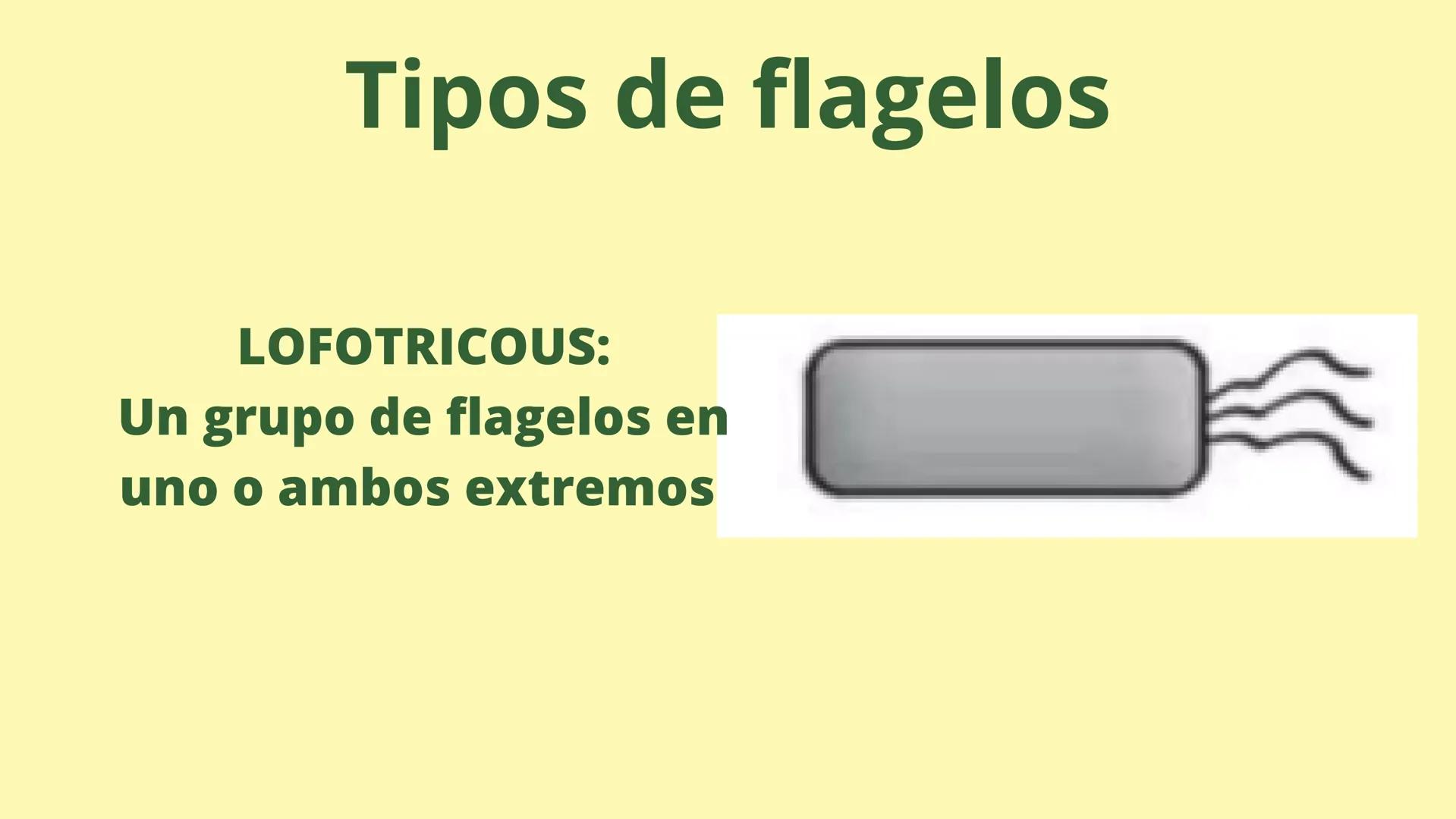 # MEMBRANA CELULAR

ESPACIO
EXTRACELULAR
(afuera de la célula)

Colesterol

CITOSOL
Proteínas
Un fosfolipido
Bicapa de
fosfolipidos
(adentro