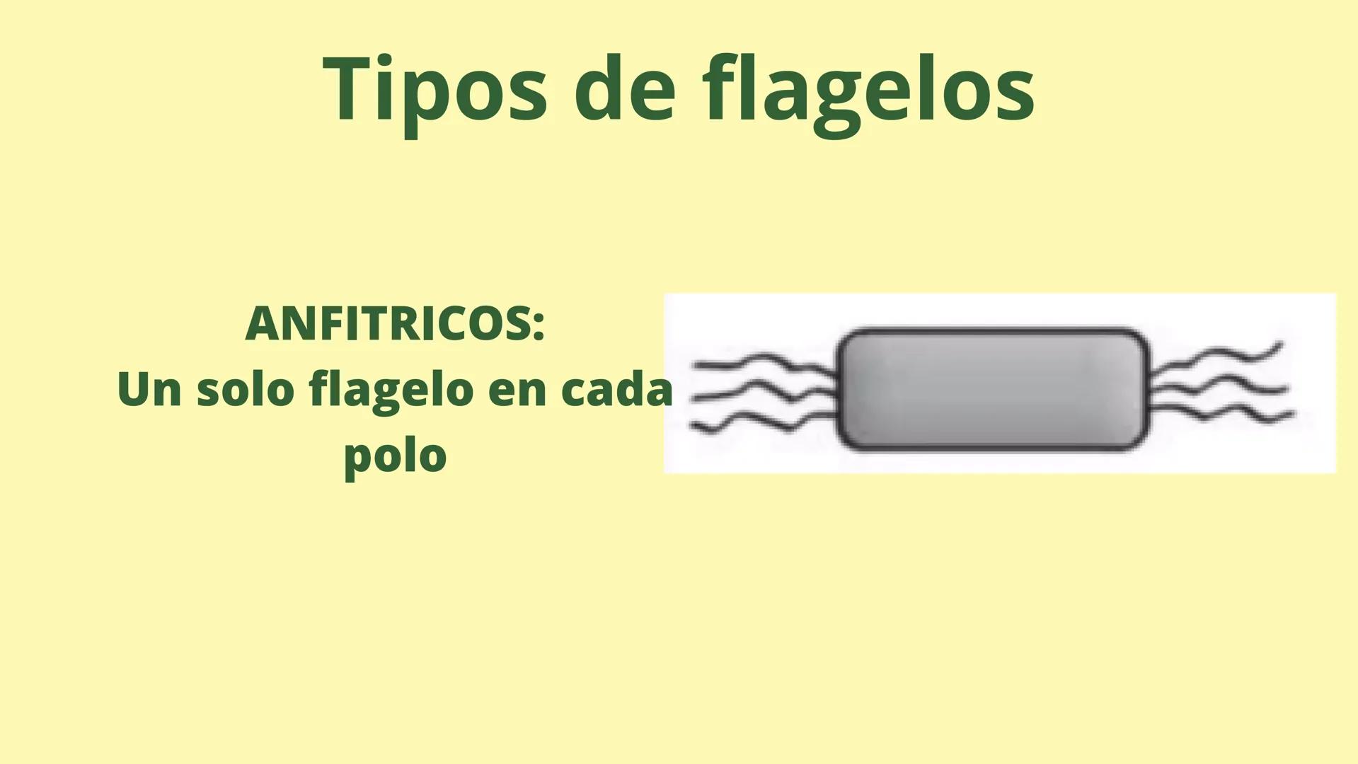 # MEMBRANA CELULAR

ESPACIO
EXTRACELULAR
(afuera de la célula)

Colesterol

CITOSOL
Proteínas
Un fosfolipido
Bicapa de
fosfolipidos
(adentro