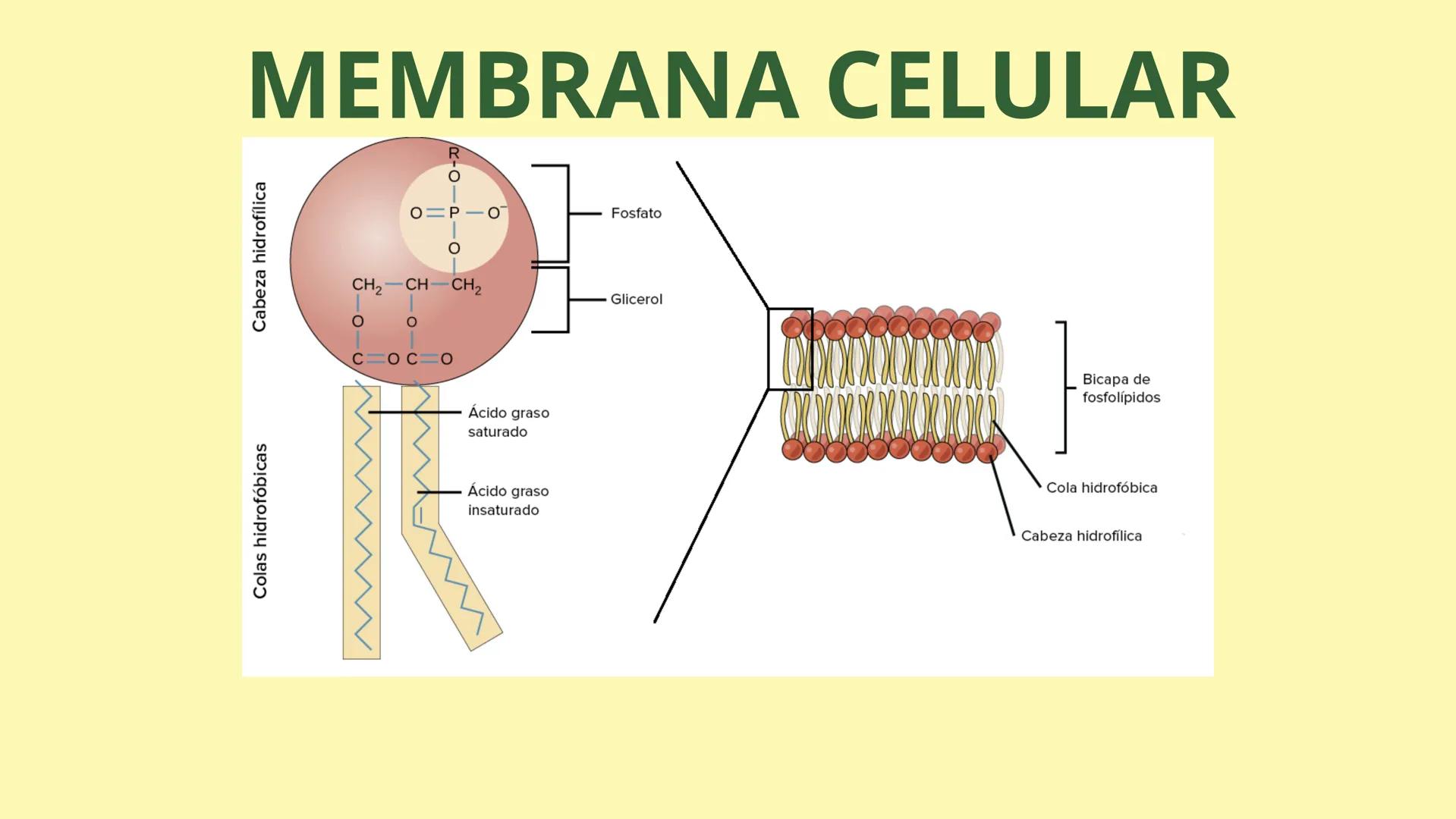 # MEMBRANA CELULAR

ESPACIO
EXTRACELULAR
(afuera de la célula)

Colesterol

CITOSOL
Proteínas
Un fosfolipido
Bicapa de
fosfolipidos
(adentro