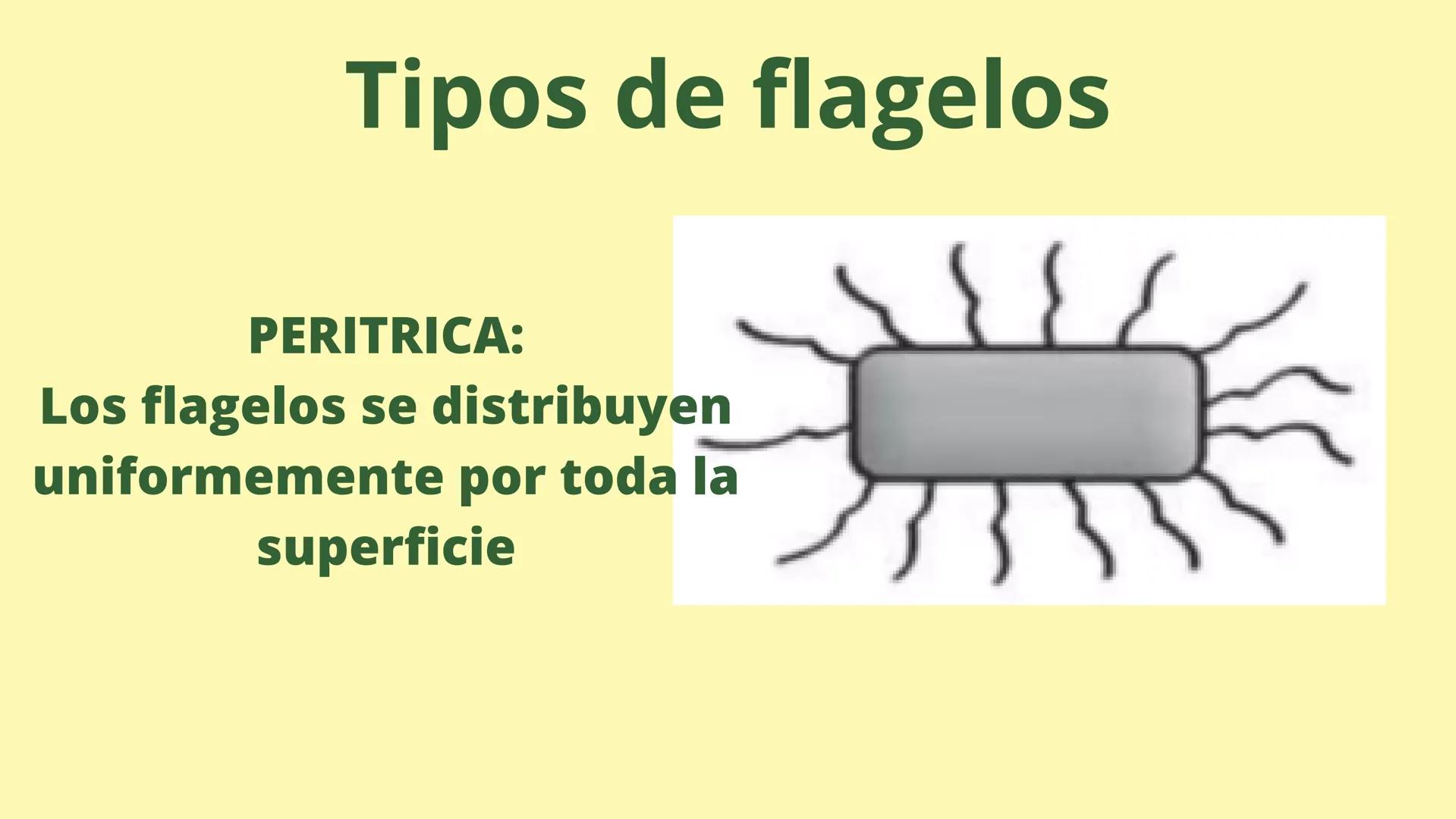 # MEMBRANA CELULAR

ESPACIO
EXTRACELULAR
(afuera de la célula)

Colesterol

CITOSOL
Proteínas
Un fosfolipido
Bicapa de
fosfolipidos
(adentro