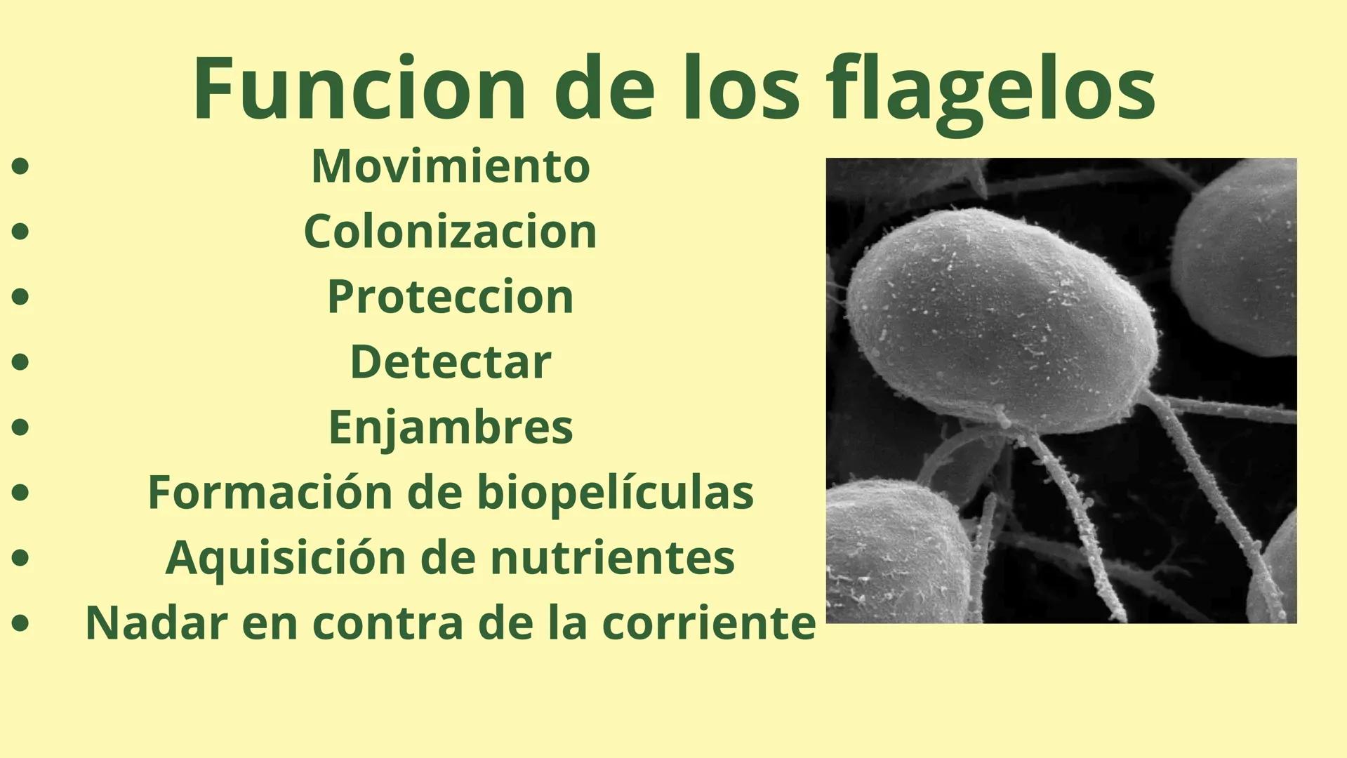 # MEMBRANA CELULAR

ESPACIO
EXTRACELULAR
(afuera de la célula)

Colesterol

CITOSOL
Proteínas
Un fosfolipido
Bicapa de
fosfolipidos
(adentro