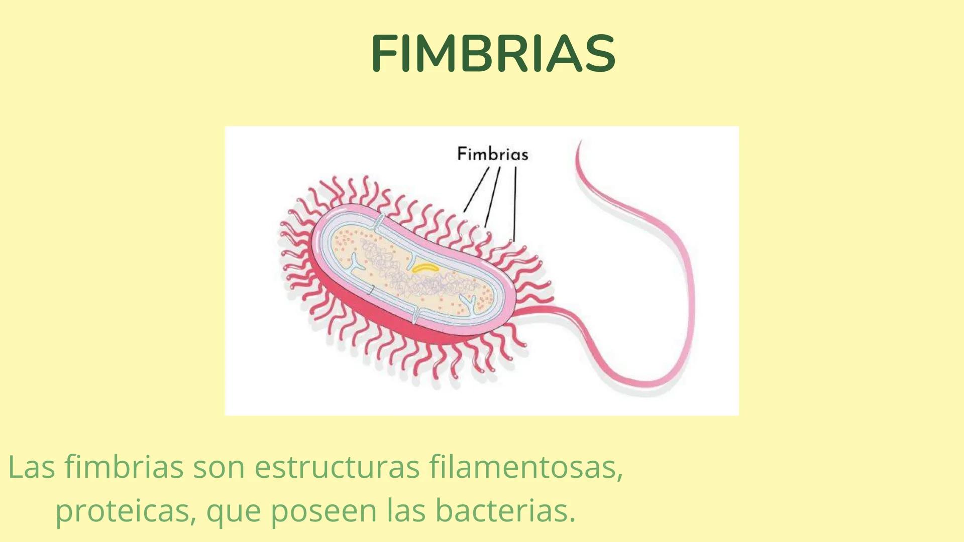 # MEMBRANA CELULAR

ESPACIO
EXTRACELULAR
(afuera de la célula)

Colesterol

CITOSOL
Proteínas
Un fosfolipido
Bicapa de
fosfolipidos
(adentro