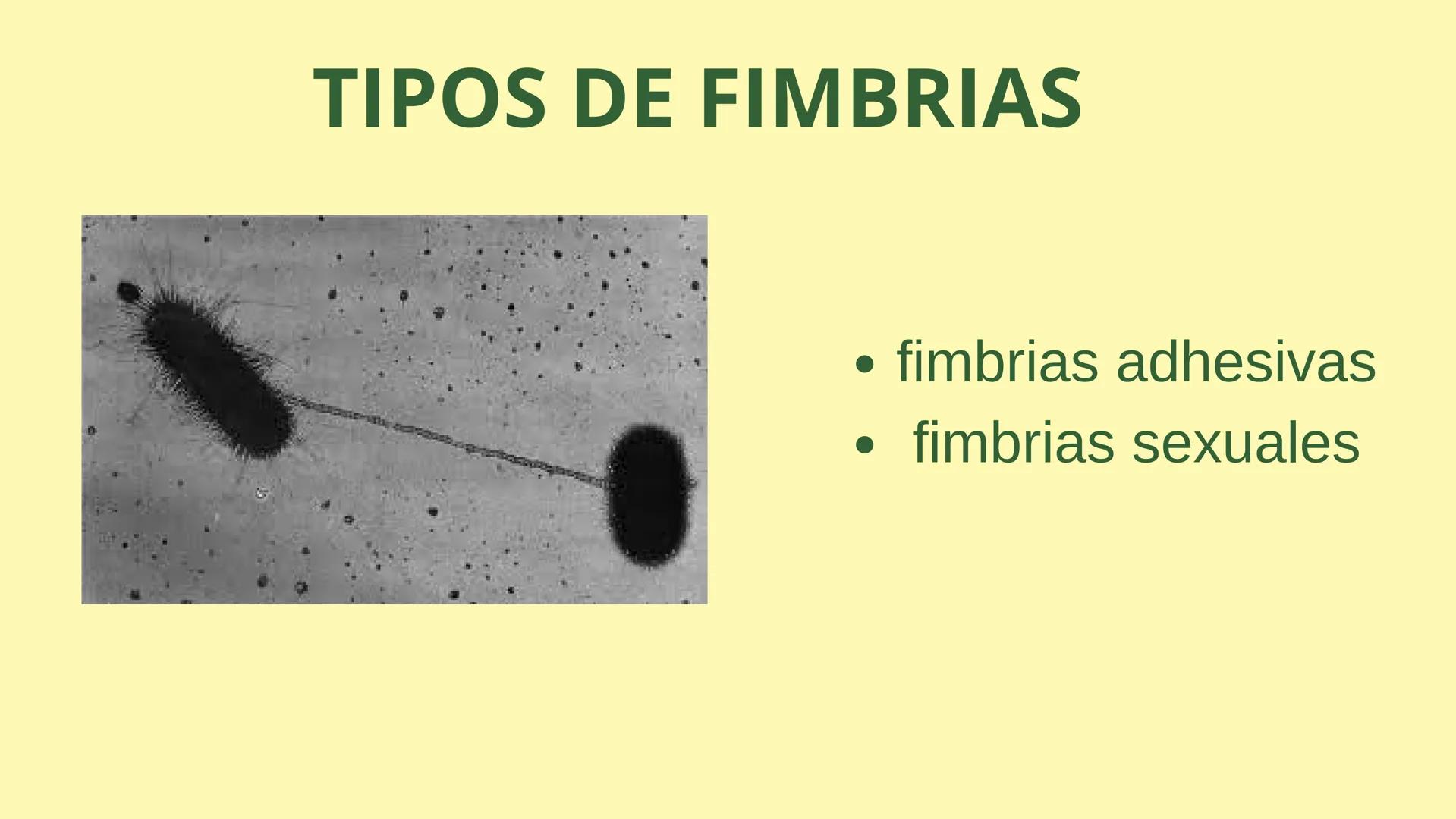 # MEMBRANA CELULAR

ESPACIO
EXTRACELULAR
(afuera de la célula)

Colesterol

CITOSOL
Proteínas
Un fosfolipido
Bicapa de
fosfolipidos
(adentro