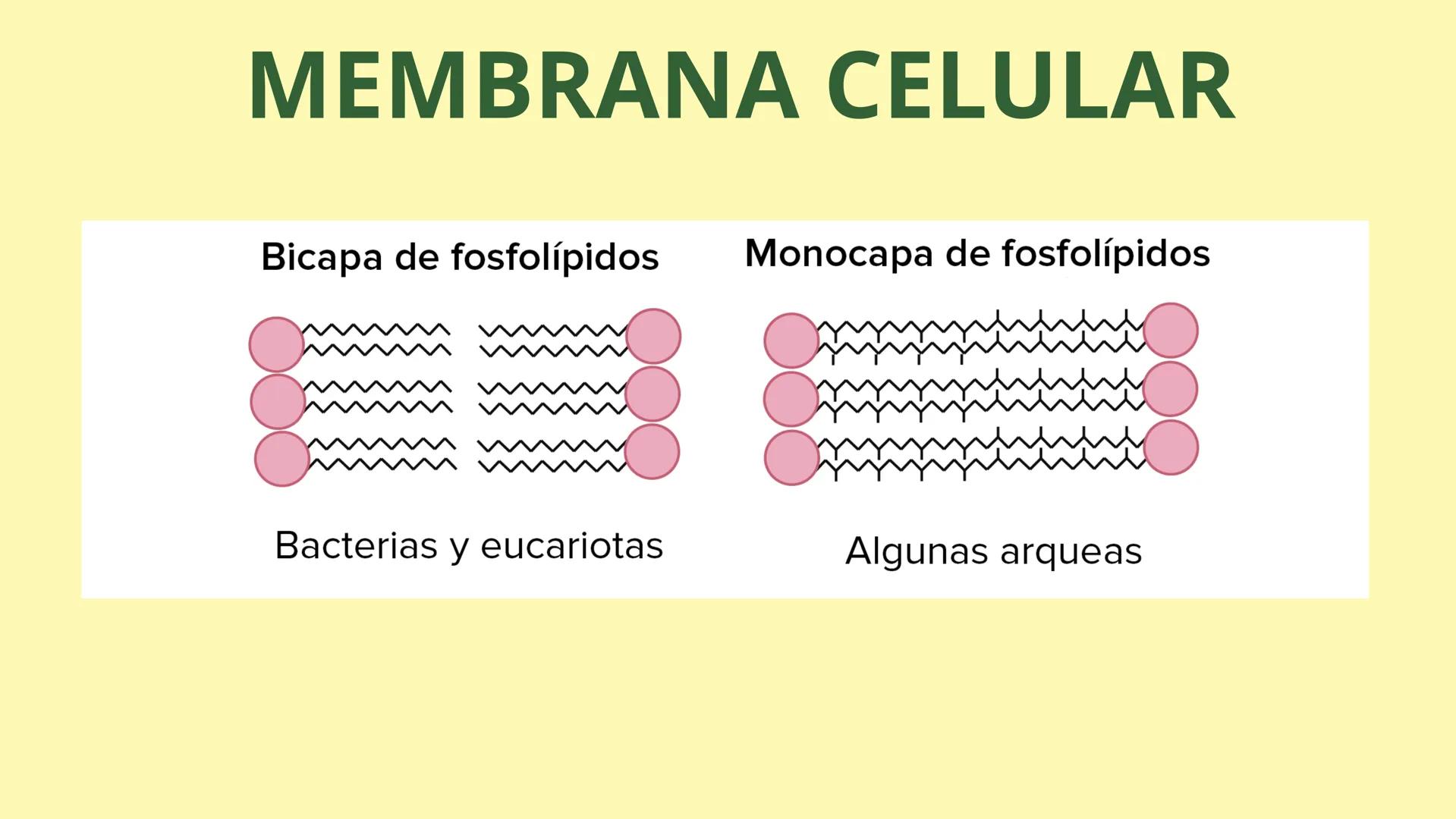 # MEMBRANA CELULAR

ESPACIO
EXTRACELULAR
(afuera de la célula)

Colesterol

CITOSOL
Proteínas
Un fosfolipido
Bicapa de
fosfolipidos
(adentro