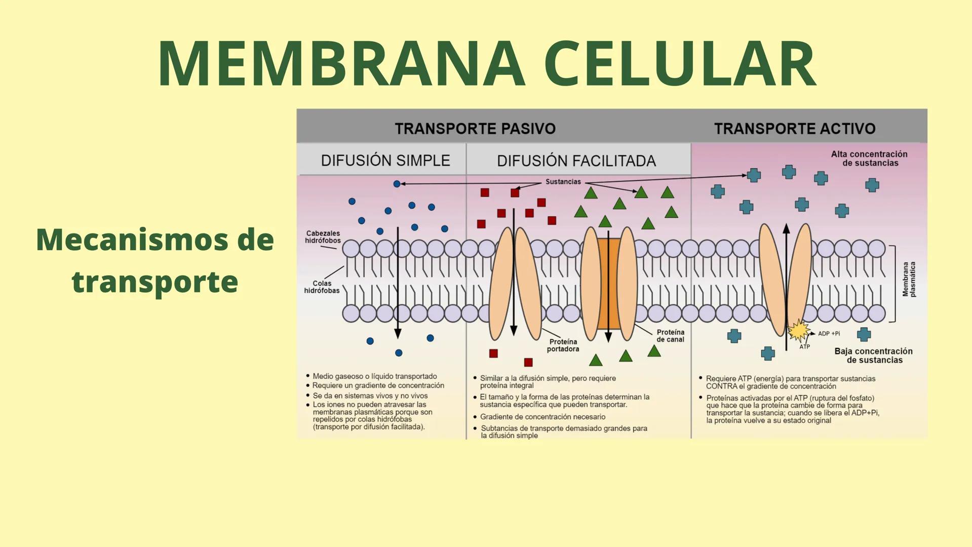 # MEMBRANA CELULAR

ESPACIO
EXTRACELULAR
(afuera de la célula)

Colesterol

CITOSOL
Proteínas
Un fosfolipido
Bicapa de
fosfolipidos
(adentro