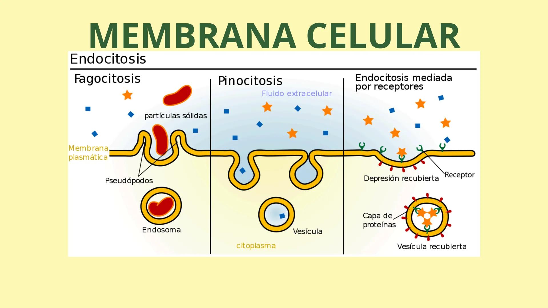 # MEMBRANA CELULAR

ESPACIO
EXTRACELULAR
(afuera de la célula)

Colesterol

CITOSOL
Proteínas
Un fosfolipido
Bicapa de
fosfolipidos
(adentro