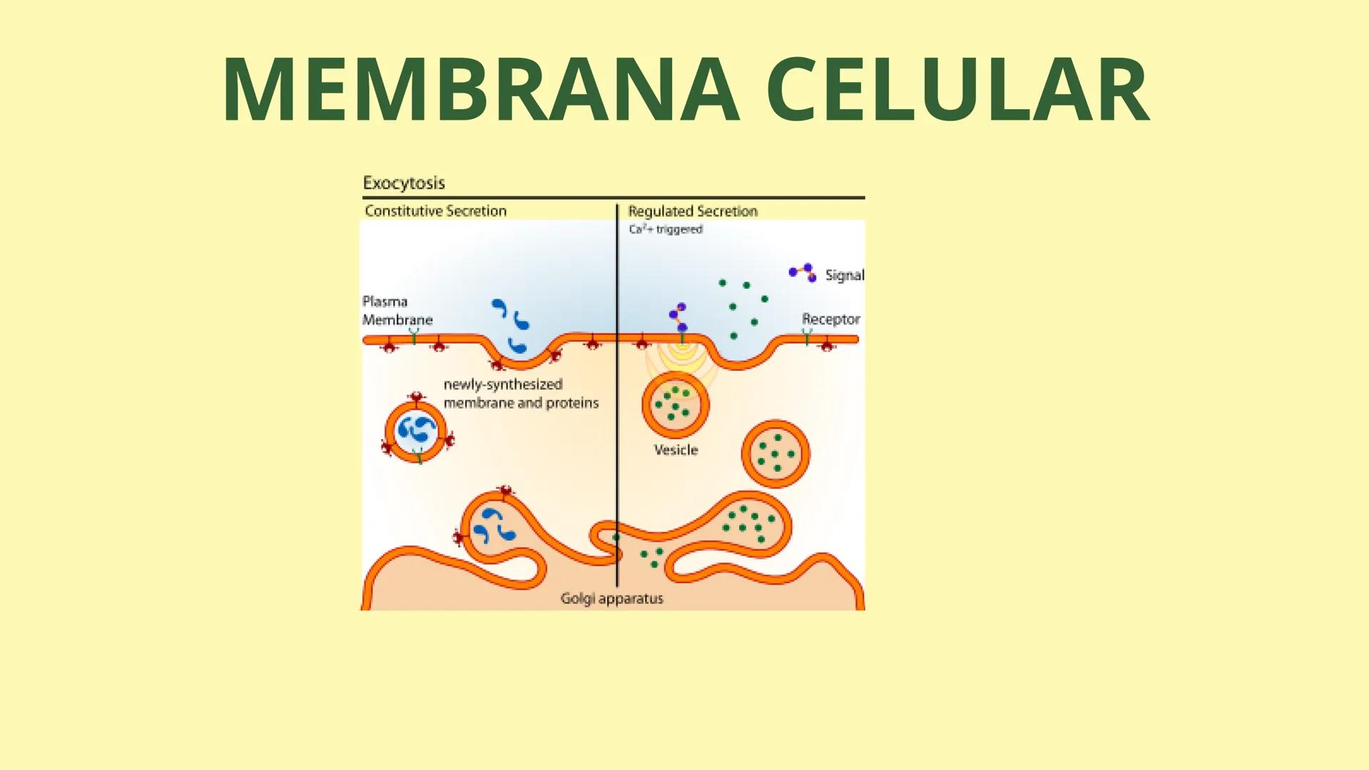 # MEMBRANA CELULAR

ESPACIO
EXTRACELULAR
(afuera de la célula)

Colesterol

CITOSOL
Proteínas
Un fosfolipido
Bicapa de
fosfolipidos
(adentro