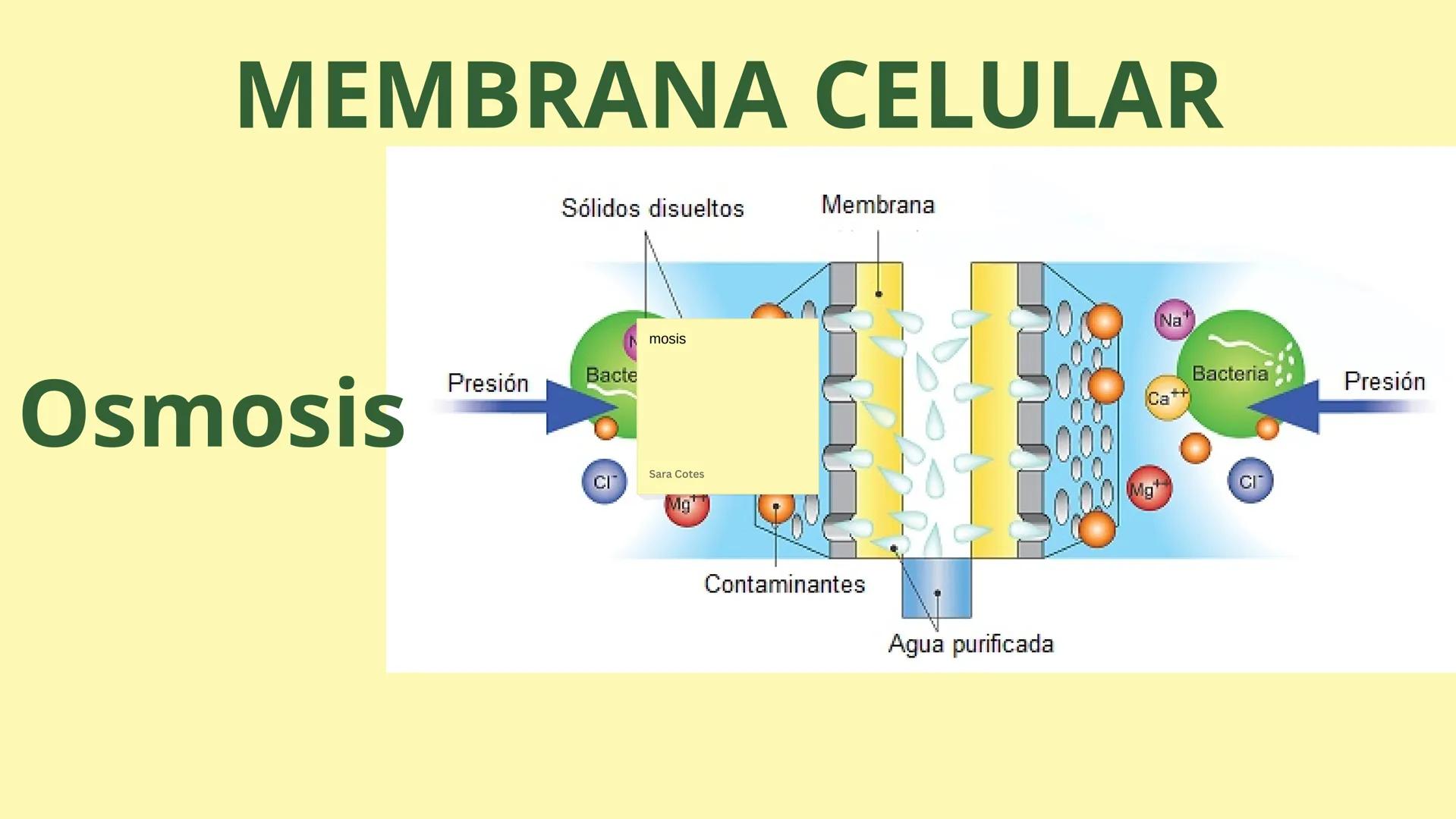 # MEMBRANA CELULAR

ESPACIO
EXTRACELULAR
(afuera de la célula)

Colesterol

CITOSOL
Proteínas
Un fosfolipido
Bicapa de
fosfolipidos
(adentro