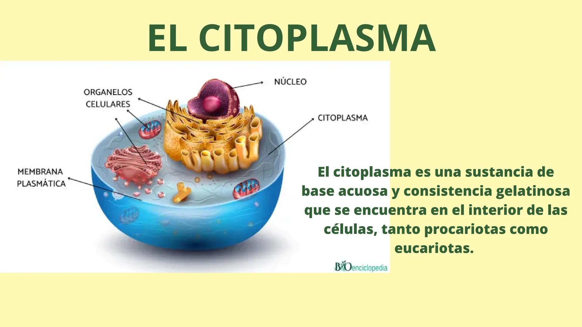 # MEMBRANA CELULAR

ESPACIO
EXTRACELULAR
(afuera de la célula)

Colesterol

CITOSOL
Proteínas
Un fosfolipido
Bicapa de
fosfolipidos
(adentro