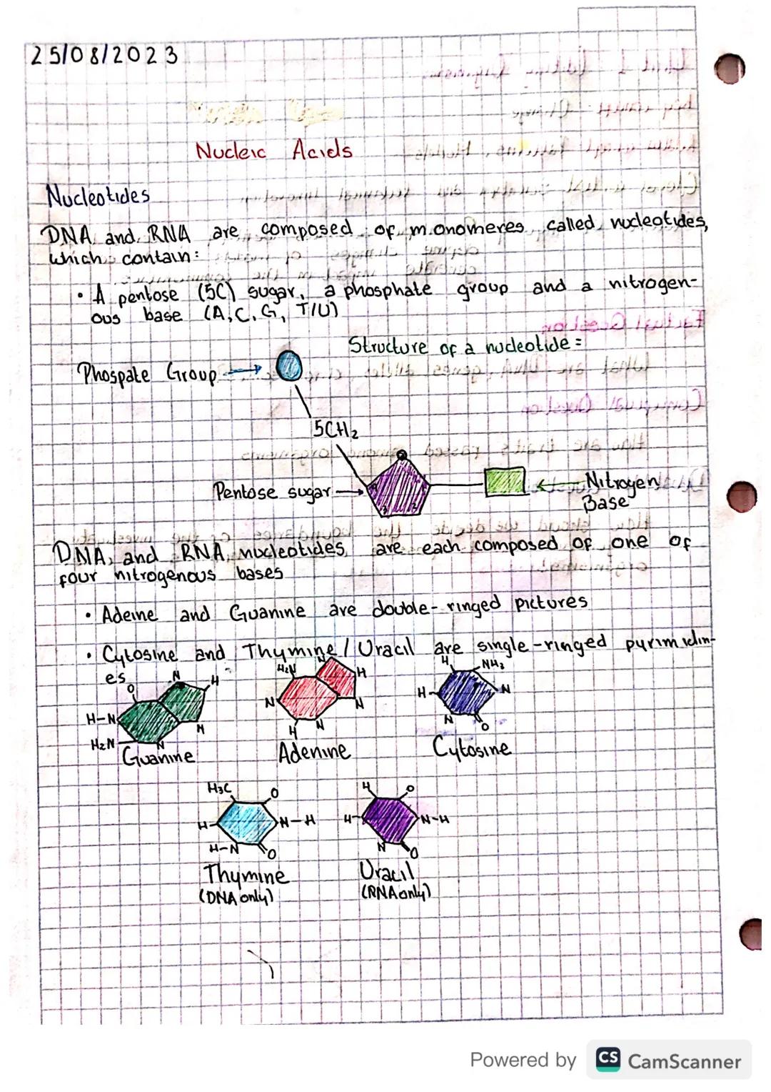 25/08/2023

Nucleic Acids

Nucleotides

DNA and RNA are composed of monomeres called nucleotides,
Which contain:
• A pentose (5C) sugar, a p