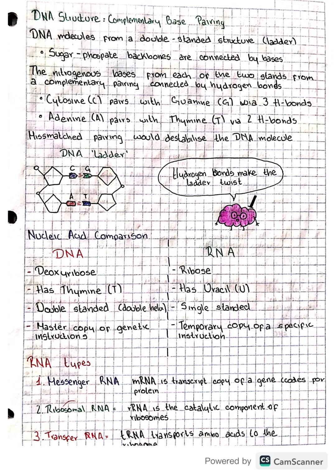25/08/2023

Nucleic Acids

Nucleotides

DNA and RNA are composed of monomeres called nucleotides,
Which contain:
• A pentose (5C) sugar, a p