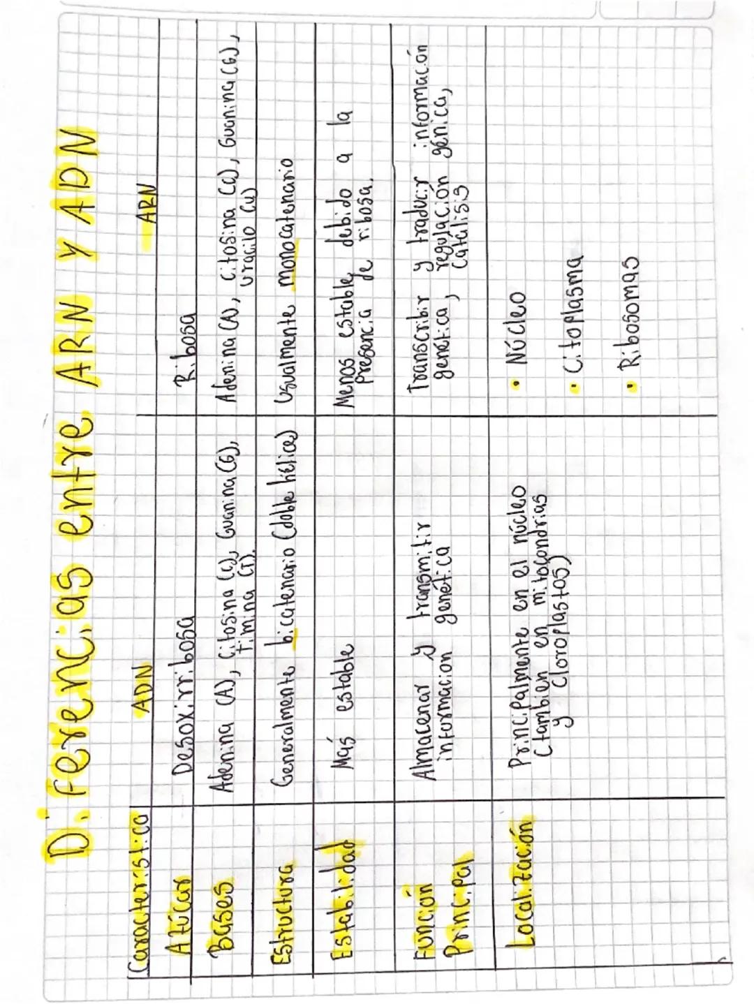 DO
MM
CARN
Ácido Ribonucleico
El ARN Cácido Ribonucleida) es un tipo
de ácido nucleico que desempeña un papel
Fundamental en la sintesis de 