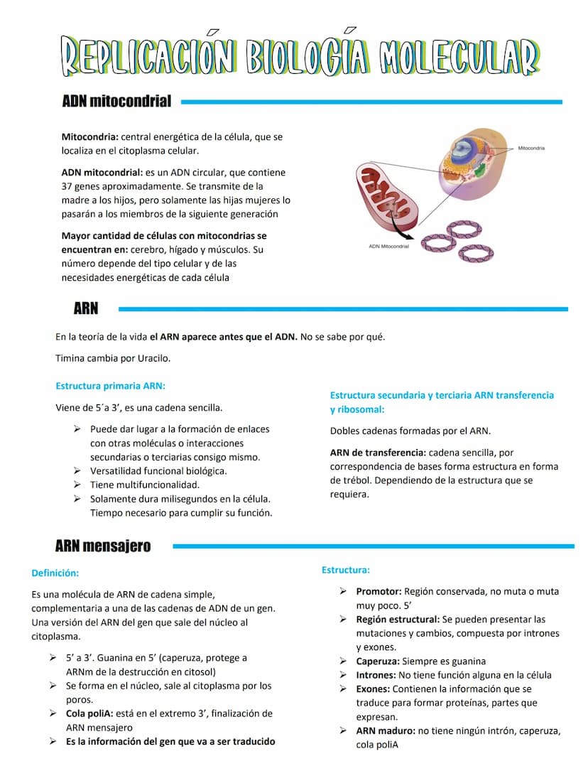 REPLICACIÓN BIOLOGÍA MOLECULAR
ADN mitocondrial
Mitocondria: central energética de la célula, que se
localiza en el citoplasma celular.
ADN 