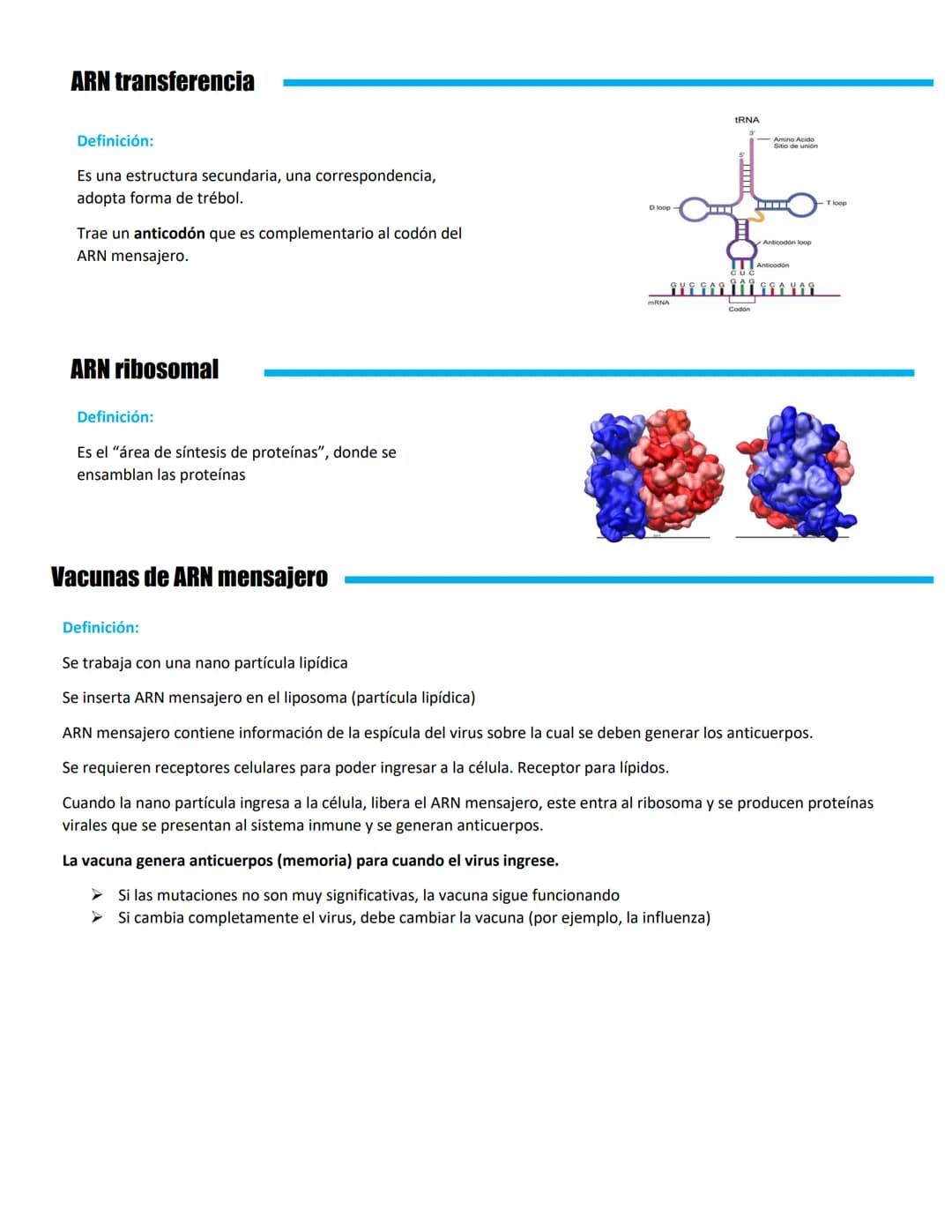 REPLICACIÓN BIOLOGÍA MOLECULAR
ADN mitocondrial
Mitocondria: central energética de la célula, que se
localiza en el citoplasma celular.
ADN 