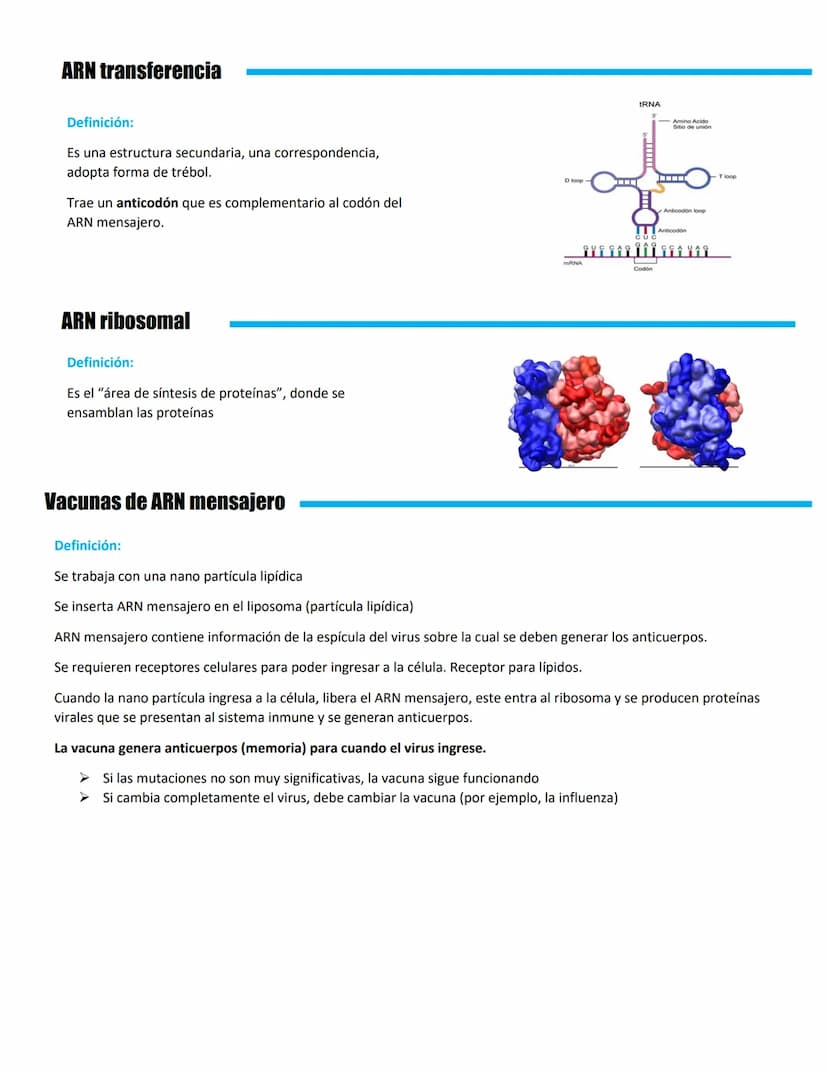 REPLICACIÓN BIOLOGÍA MOLECULAR
ADN mitocondrial
Mitocondria: central energética de la célula, que se
localiza en el citoplasma celular.
ADN 