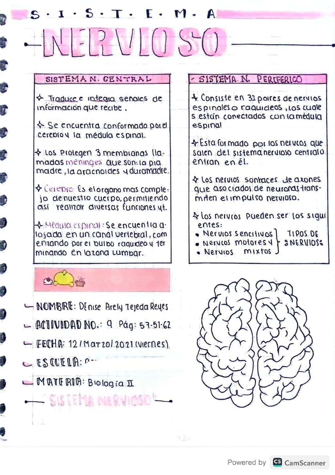 Sistema nervioso cerebral 