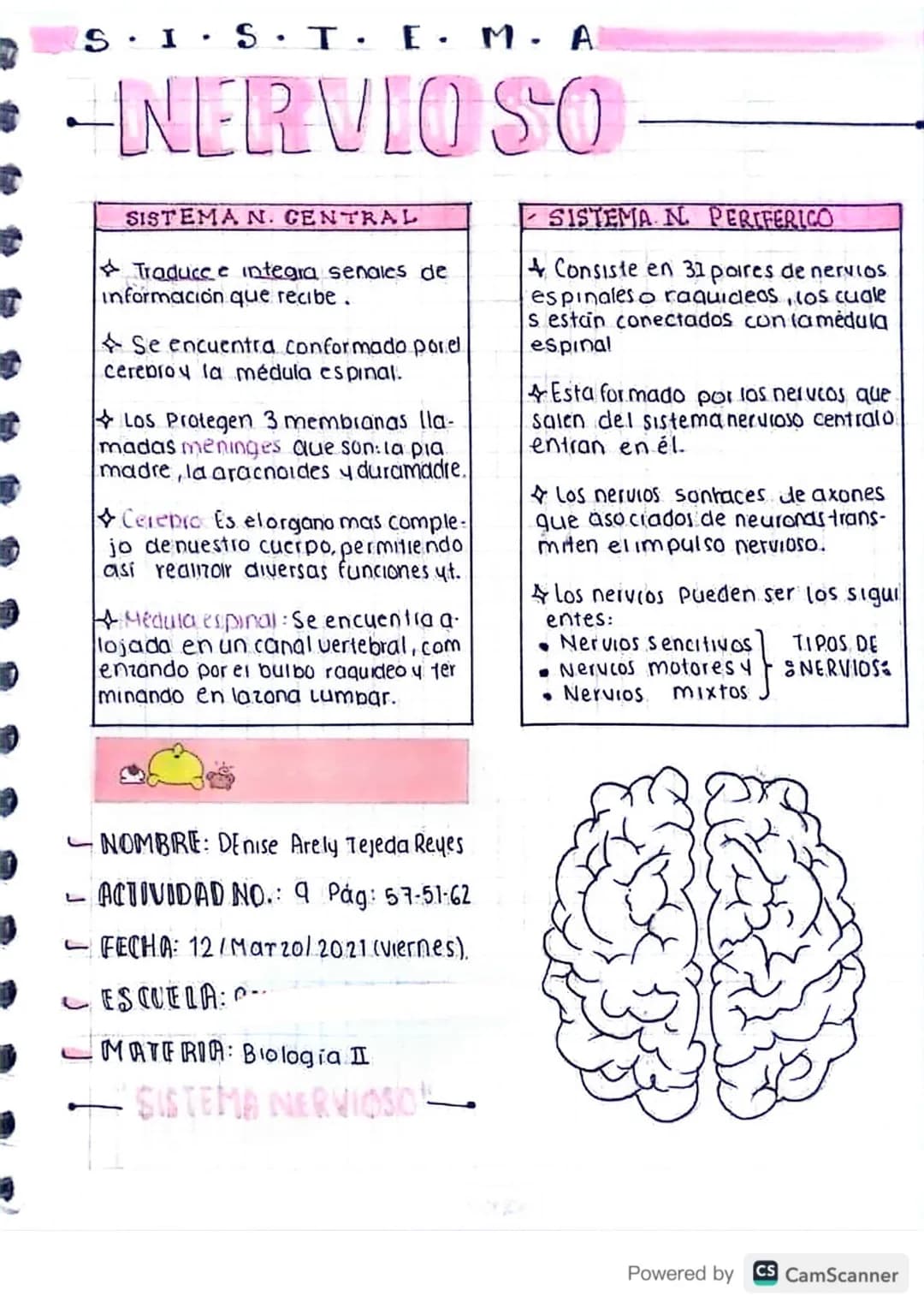 S.I.S.T· E · M. A
-NERVIO SO
SISTEMA N. CENTRAL
Traduce e integra senales de
información que recibe .
Se encuentra conformado porel
cerebroy