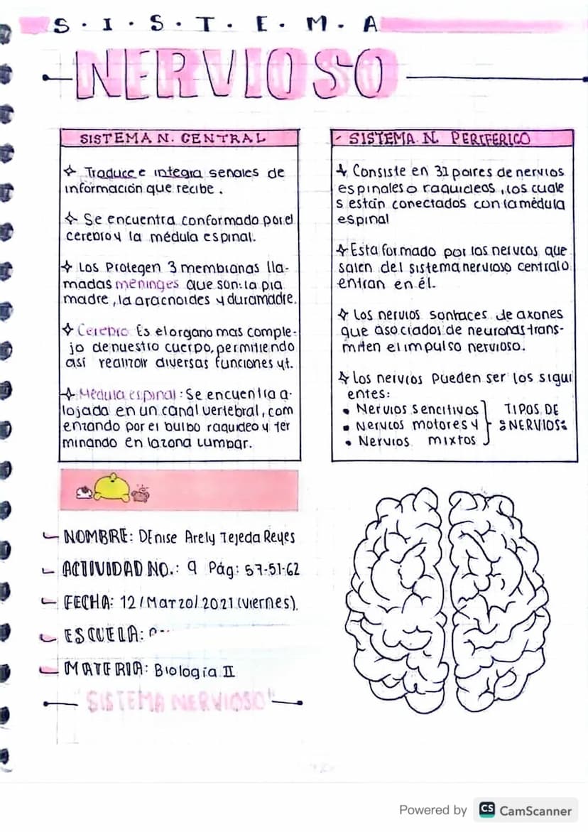S.I.S.T· E · M. A
-NERVIO SO
SISTEMA N. CENTRAL
Traduce e integra senales de
información que recibe .
Se encuentra conformado porel
cerebroy