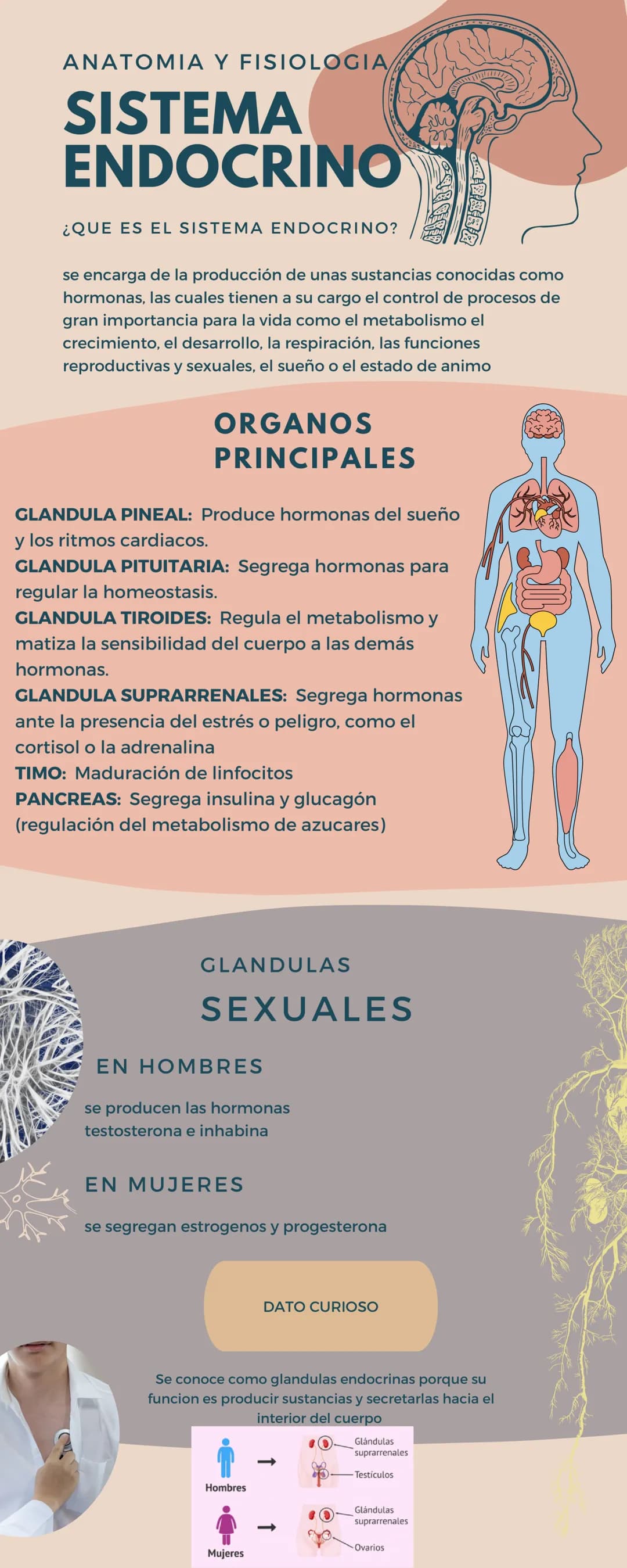 ANATOMIA Y FISIOLOGIA
SISTEMA
ENDOCRINO
¿QUE ES EL SISTEMA ENDOCRINO?
se encarga de la producción de unas sustancias conocidas como
hormonas