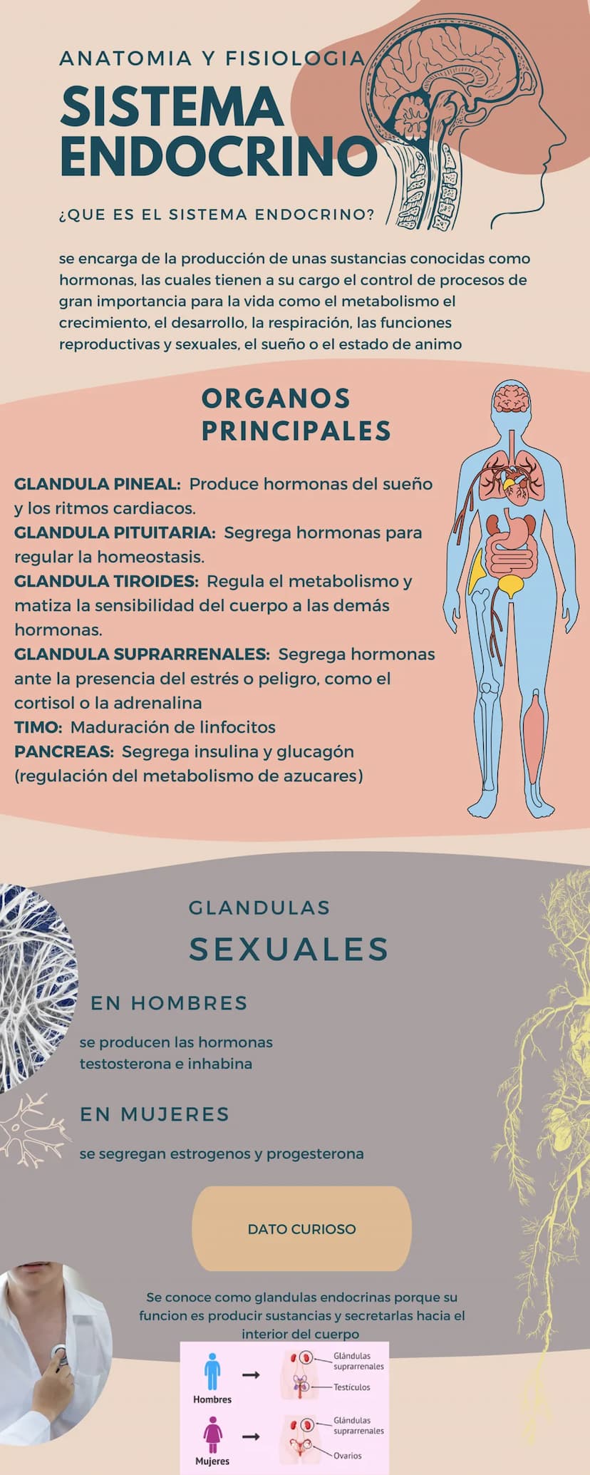 ANATOMIA Y FISIOLOGIA
SISTEMA
ENDOCRINO
¿QUE ES EL SISTEMA ENDOCRINO?
se encarga de la producción de unas sustancias conocidas como
hormonas