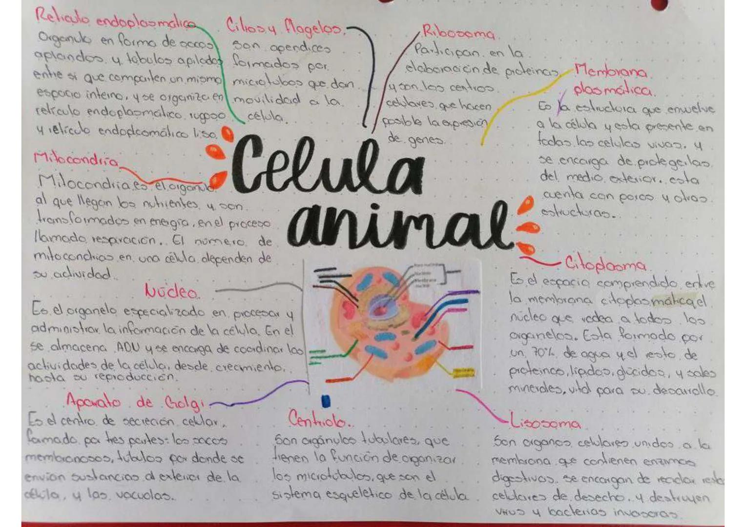 Reliculo endoplasmatica Ciliosy flagelos,
Organulo en forma de acces son apendices
aplandos, y tabulos apilados formados por.
entie si que c