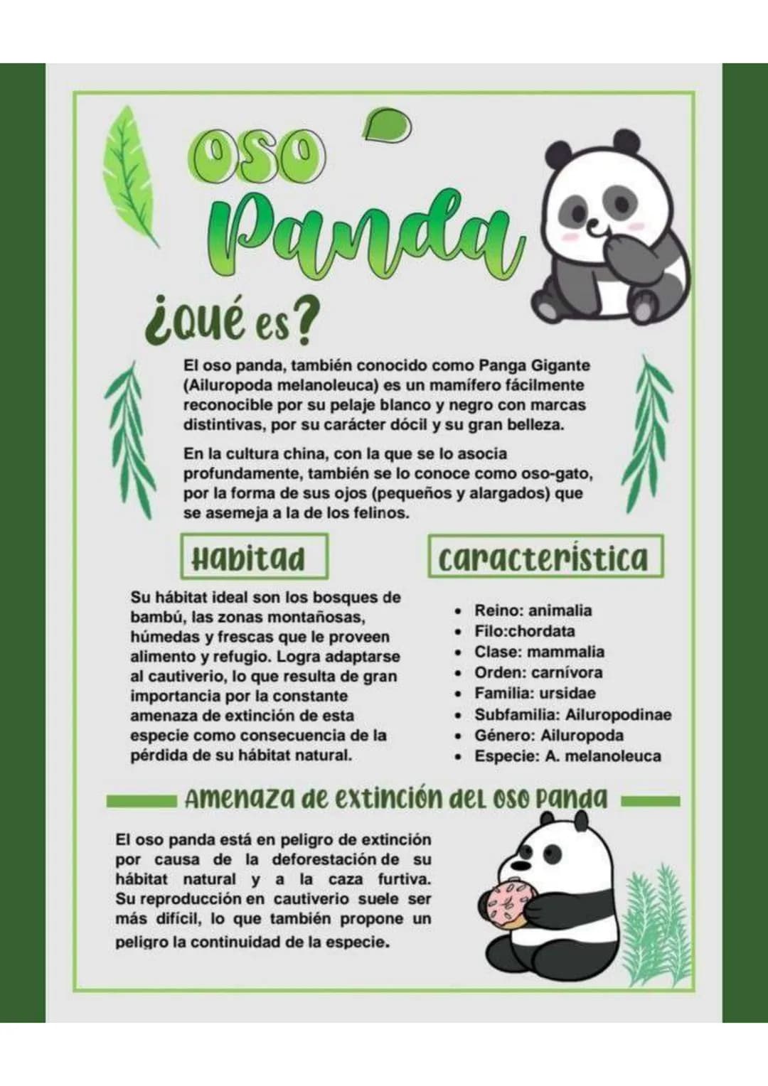 OSO
Panda
¿Qué es?
El oso panda, también conocido como Panga Gigante
(Ailuropoda melanoleuca) es un mamífero fácilmente
reconocible por su p