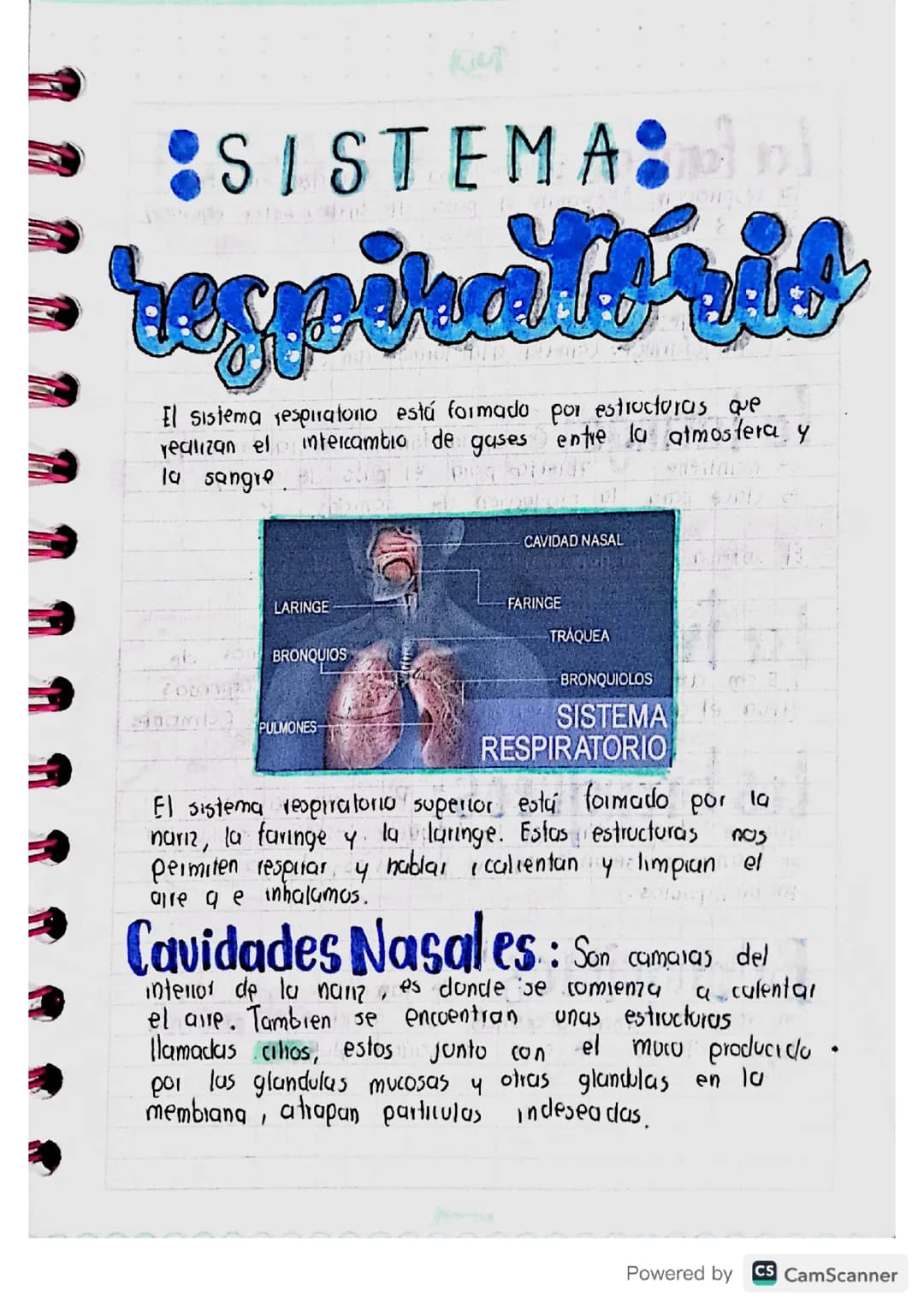 Sistema respiratorio