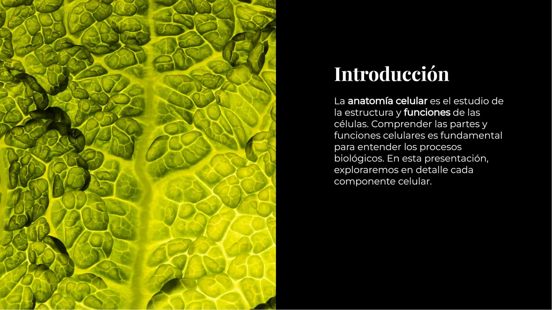 Anatomía
Celular:
Comprendiend
o las Partes y
Funciones Introducción
La anatomía celular es el estudio de
la estructura y funciones de las
c