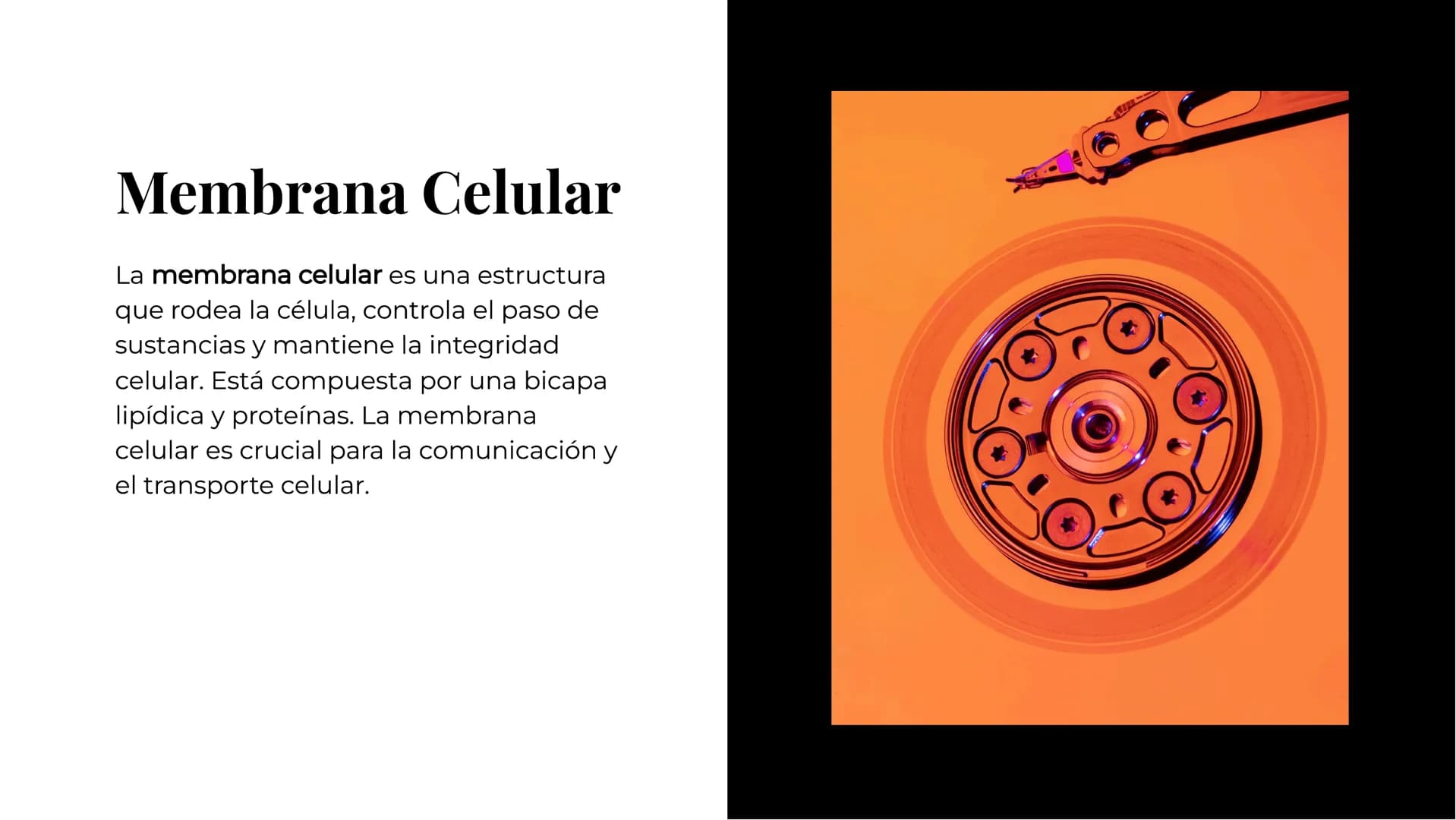 Anatomía
Celular:
Comprendiend
o las Partes y
Funciones Introducción
La anatomía celular es el estudio de
la estructura y funciones de las
c