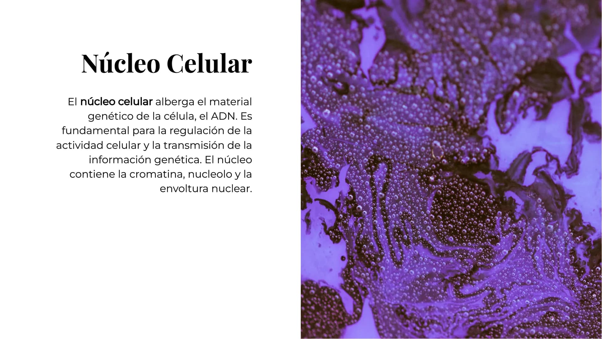Anatomía
Celular:
Comprendiend
o las Partes y
Funciones Introducción
La anatomía celular es el estudio de
la estructura y funciones de las
c