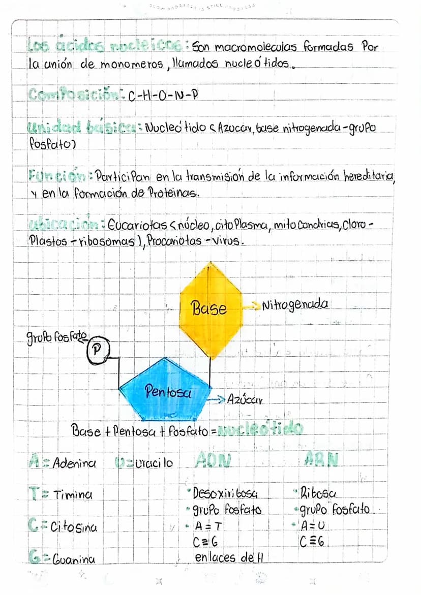 LOS ÁCIDOS NUCLEICOS
1
ADN Acido desoxiri banuelico
DWA
Azucar
desoxiribasa
AB Acido ribonucleico
D
ANA
ADN
ADN
Azucar
Vibosa
میلو
Memban
nu