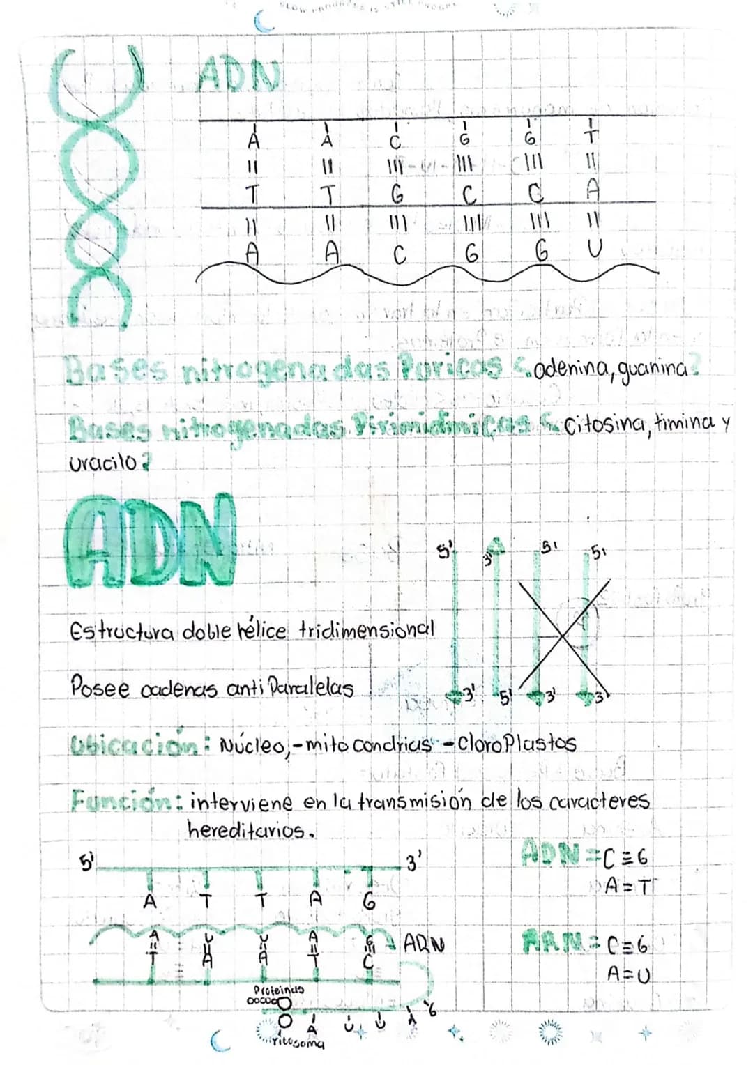 LOS ÁCIDOS NUCLEICOS
1
ADN Acido desoxiri banuelico
DWA
Azucar
desoxiribasa
AB Acido ribonucleico
D
ANA
ADN
ADN
Azucar
Vibosa
میلو
Memban
nu
