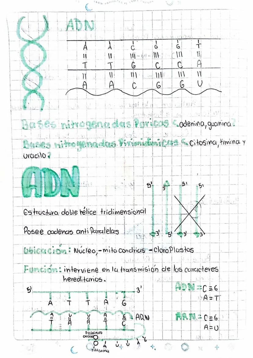 LOS ÁCIDOS NUCLEICOS
1
ADN Acido desoxiri banuelico
DWA
Azucar
desoxiribasa
AB Acido ribonucleico
D
ANA
ADN
ADN
Azucar
Vibosa
میلو
Memban
nu