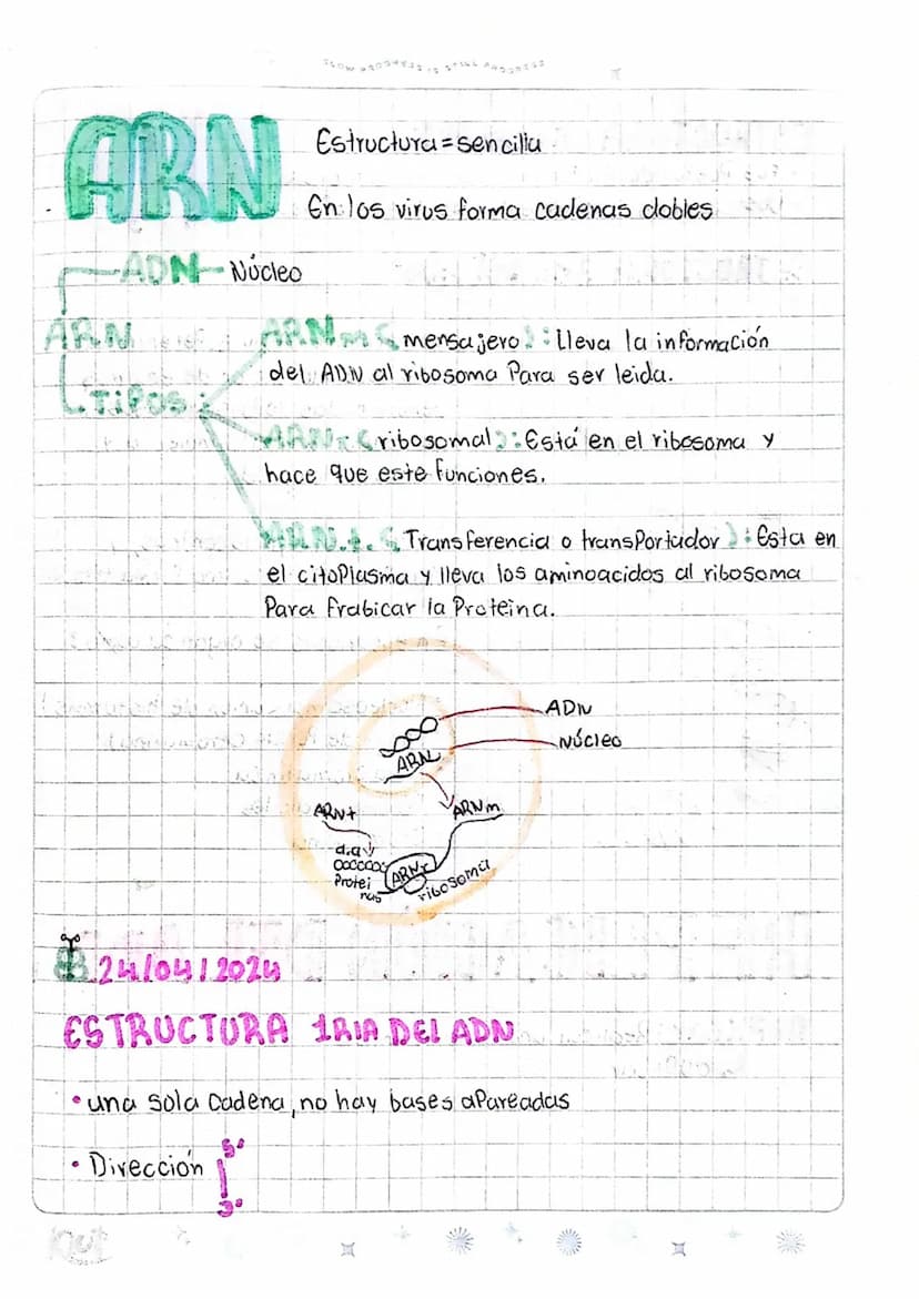 LOS ÁCIDOS NUCLEICOS
1
ADN Acido desoxiri banuelico
DWA
Azucar
desoxiribasa
AB Acido ribonucleico
D
ANA
ADN
ADN
Azucar
Vibosa
میلو
Memban
nu