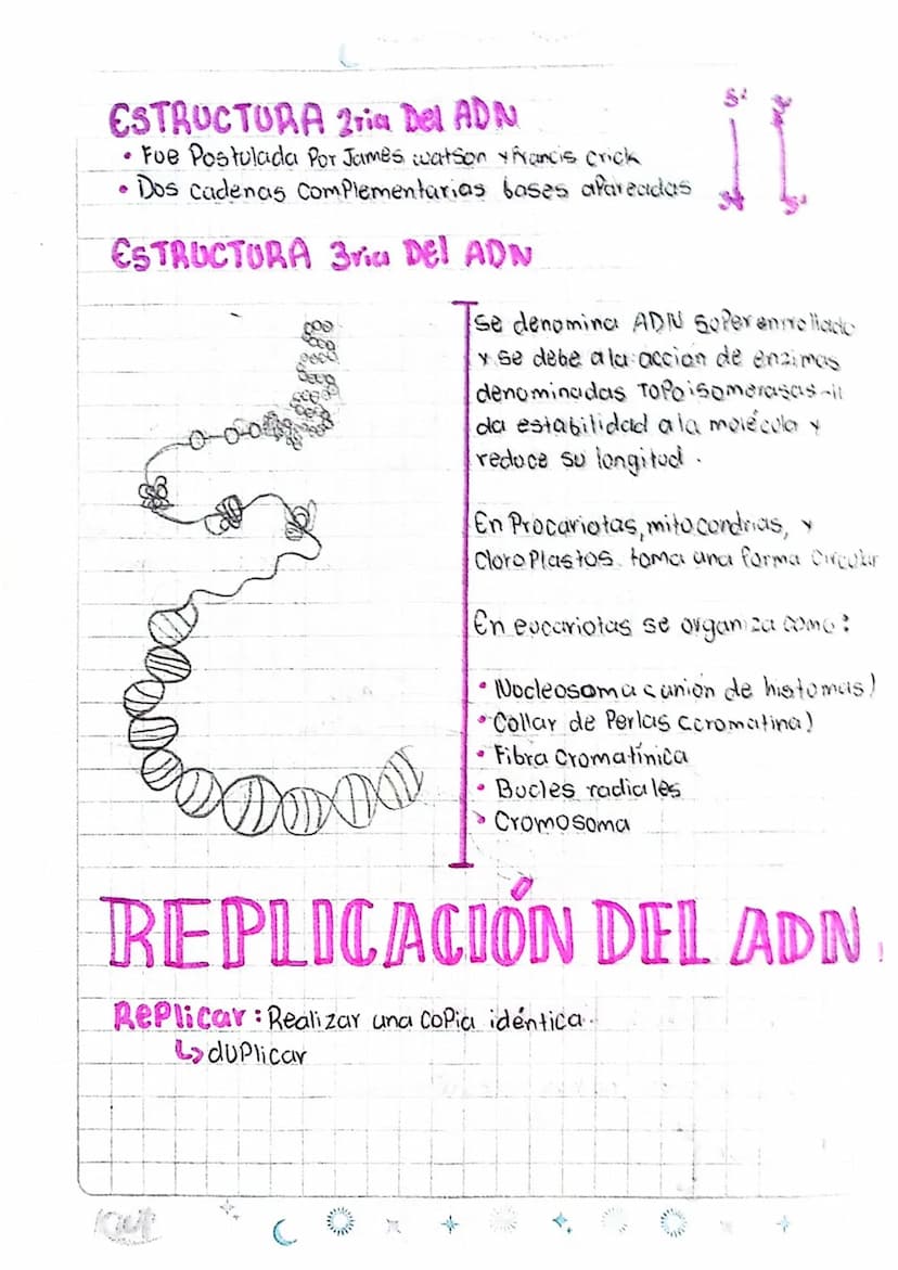 LOS ÁCIDOS NUCLEICOS
1
ADN Acido desoxiri banuelico
DWA
Azucar
desoxiribasa
AB Acido ribonucleico
D
ANA
ADN
ADN
Azucar
Vibosa
میلو
Memban
nu