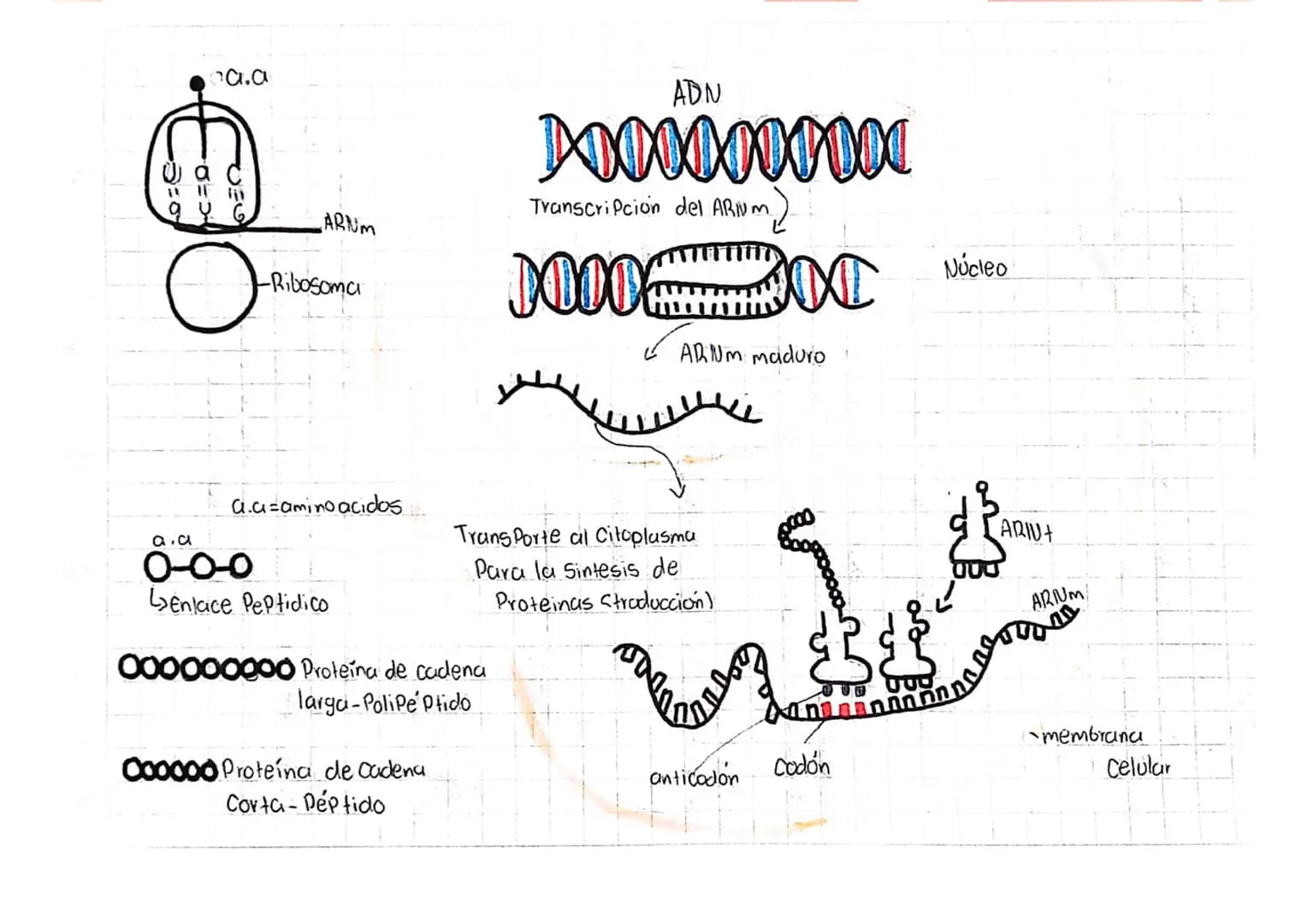 LOS ÁCIDOS NUCLEICOS
1
ADN Acido desoxiri banuelico
DWA
Azucar
desoxiribasa
AB Acido ribonucleico
D
ANA
ADN
ADN
Azucar
Vibosa
میلو
Memban
nu