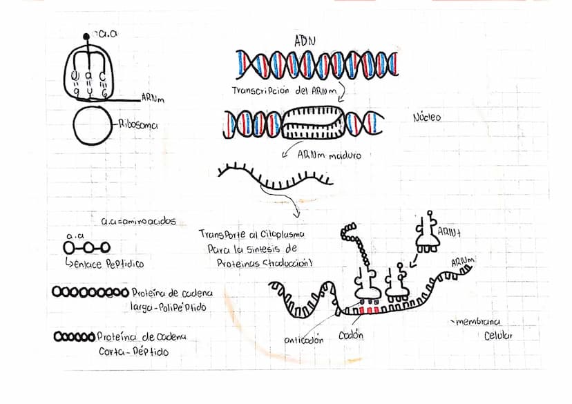 LOS ÁCIDOS NUCLEICOS
1
ADN Acido desoxiri banuelico
DWA
Azucar
desoxiribasa
AB Acido ribonucleico
D
ANA
ADN
ADN
Azucar
Vibosa
میلو
Memban
nu