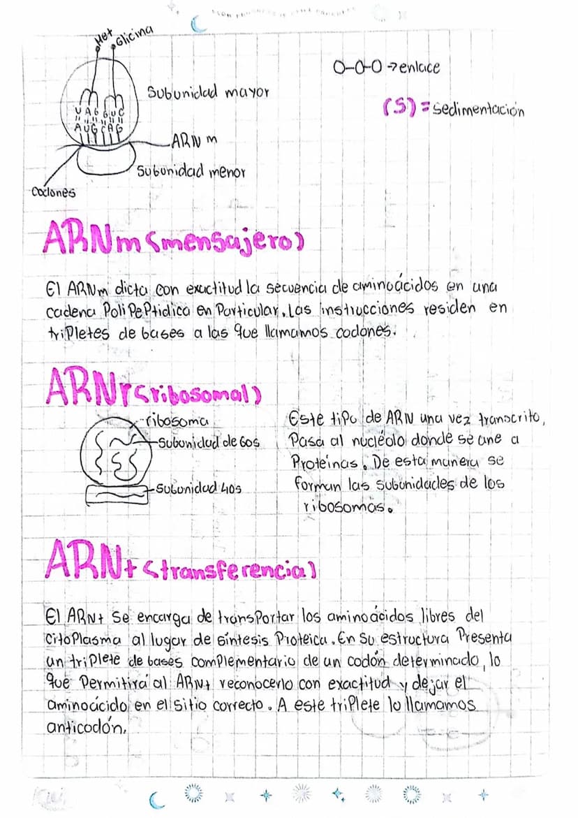 LOS ÁCIDOS NUCLEICOS
1
ADN Acido desoxiri banuelico
DWA
Azucar
desoxiribasa
AB Acido ribonucleico
D
ANA
ADN
ADN
Azucar
Vibosa
میلو
Memban
nu