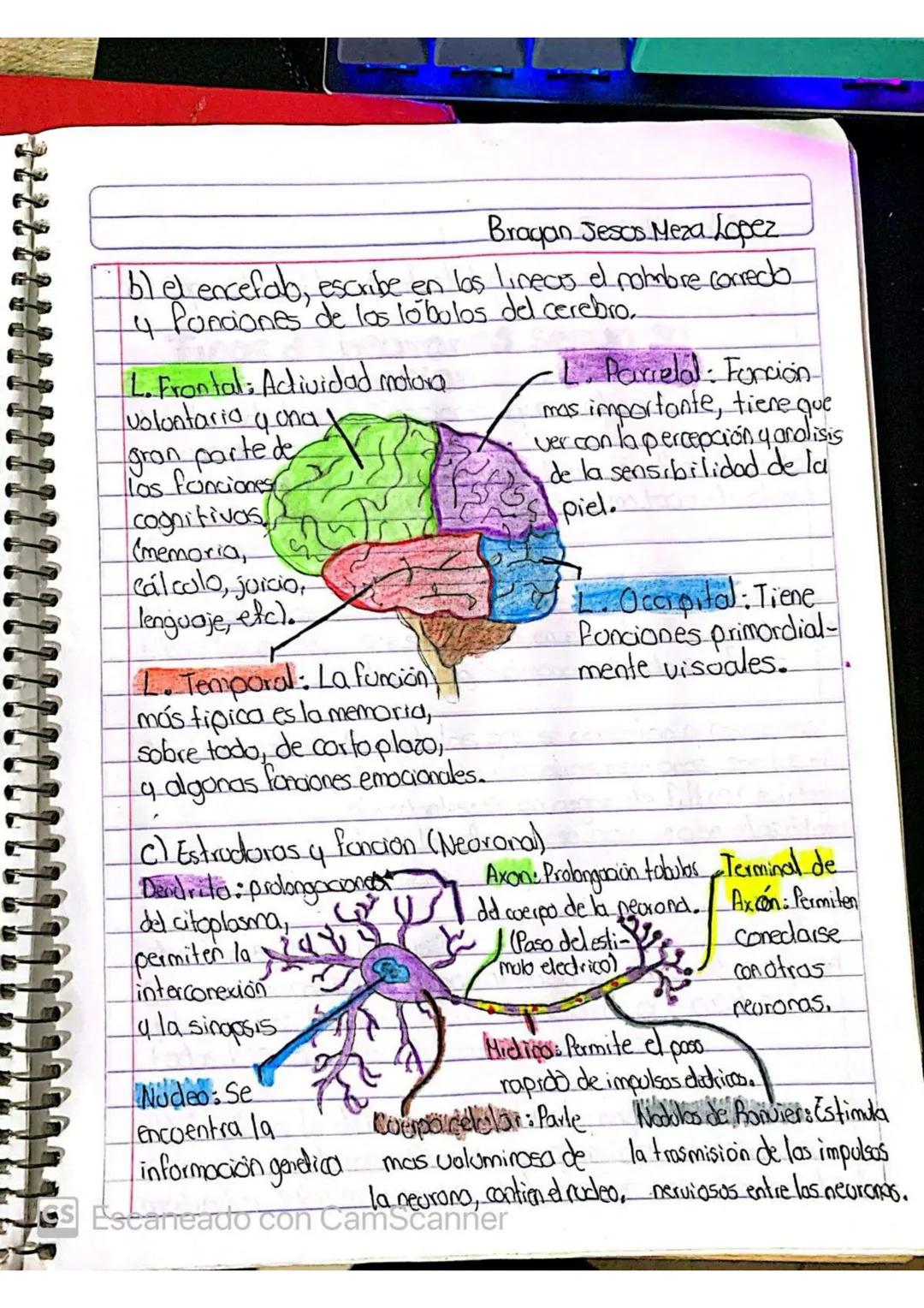 Bragan Jesos Meza Lopez

bl el encefalo, escribe en los lineas el nombre corredo
4 Punciones de los lobulos del cerebro.

Volontaria y ona)
