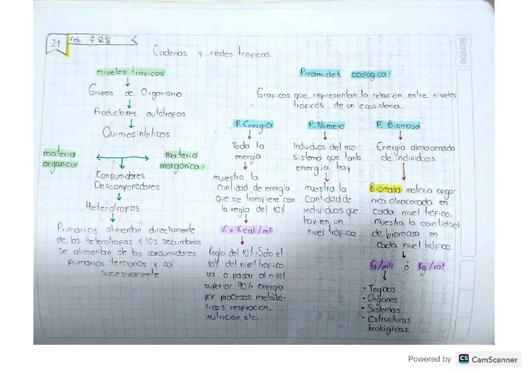 Cadenas y Redes Tróficas: Entendiendo Niveles y Pirámides