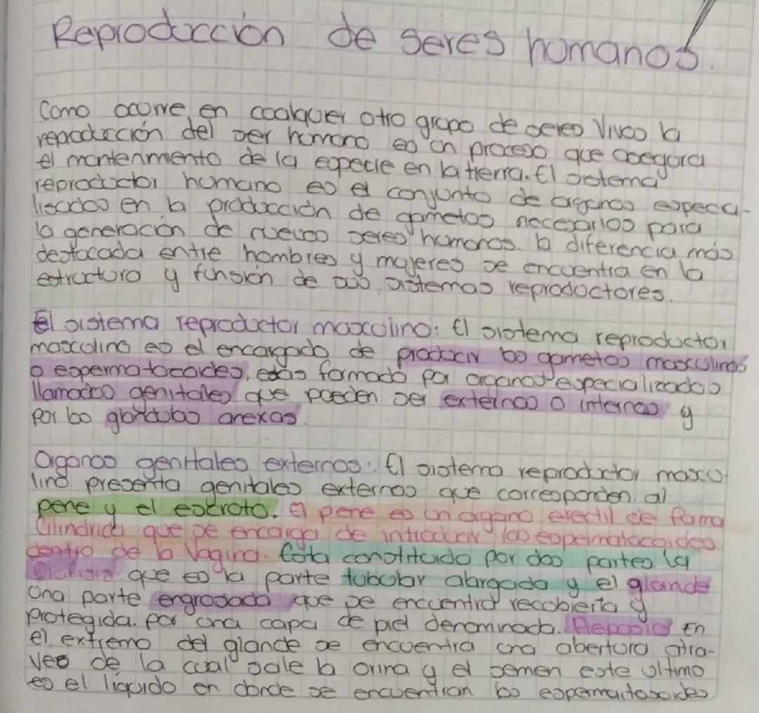 Sistema reproductor masculino 