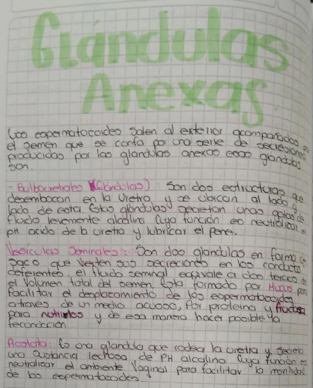 Reproducción de seres humanos
Como ocorre en coalquier otro
gropo
de
beled
Vivoo la
reproducción del ser homono es on proceso que coegora
el