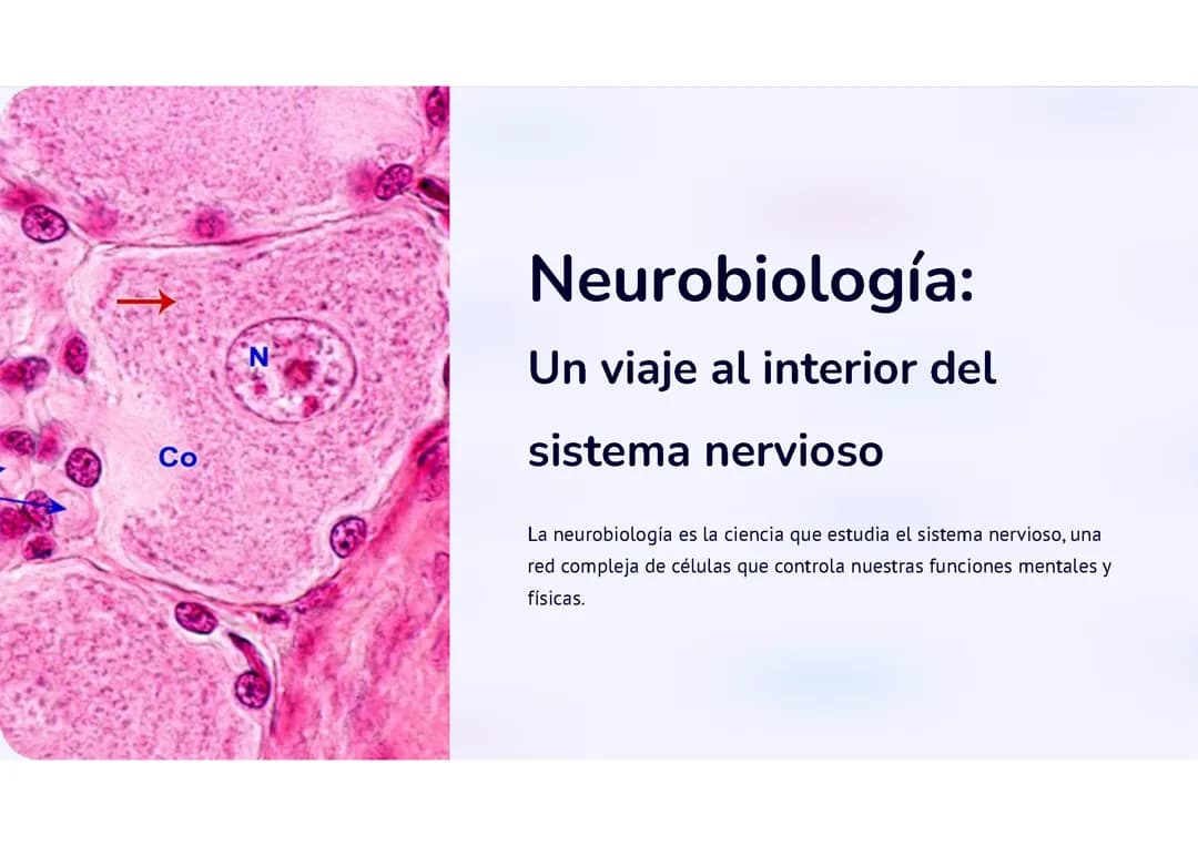 Neurobiología
