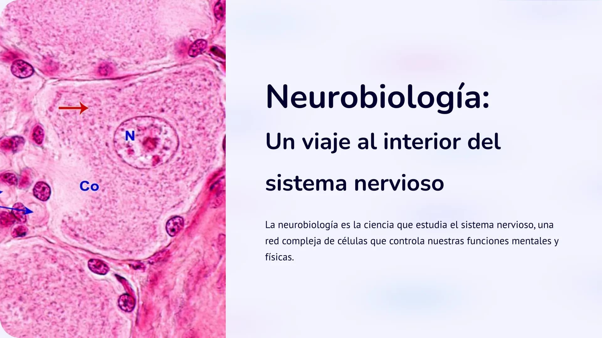 Co
N
Neurobiología:
Un viaje al interior del
sistema nervioso
La neurobiología es la ciencia que estudia el sistema nervioso, una
red comple