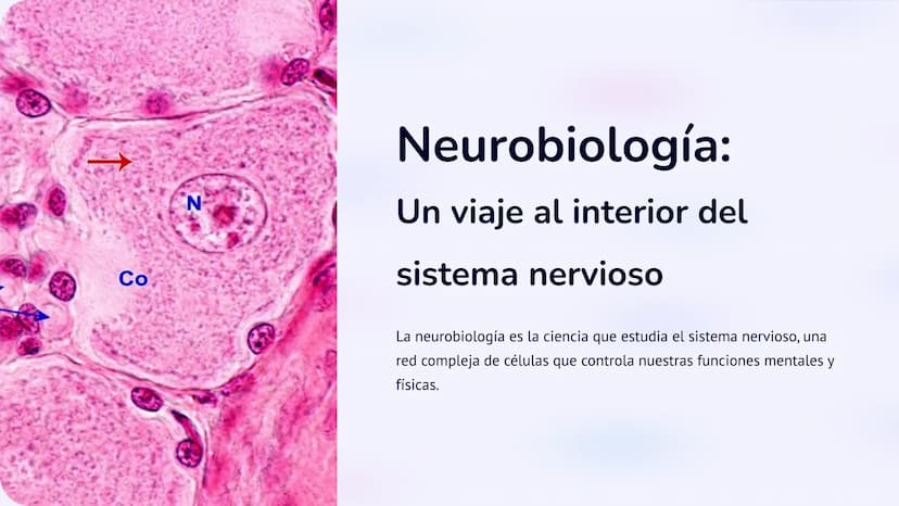 Co
N
Neurobiología:
Un viaje al interior del
sistema nervioso
La neurobiología es la ciencia que estudia el sistema nervioso, una
red comple