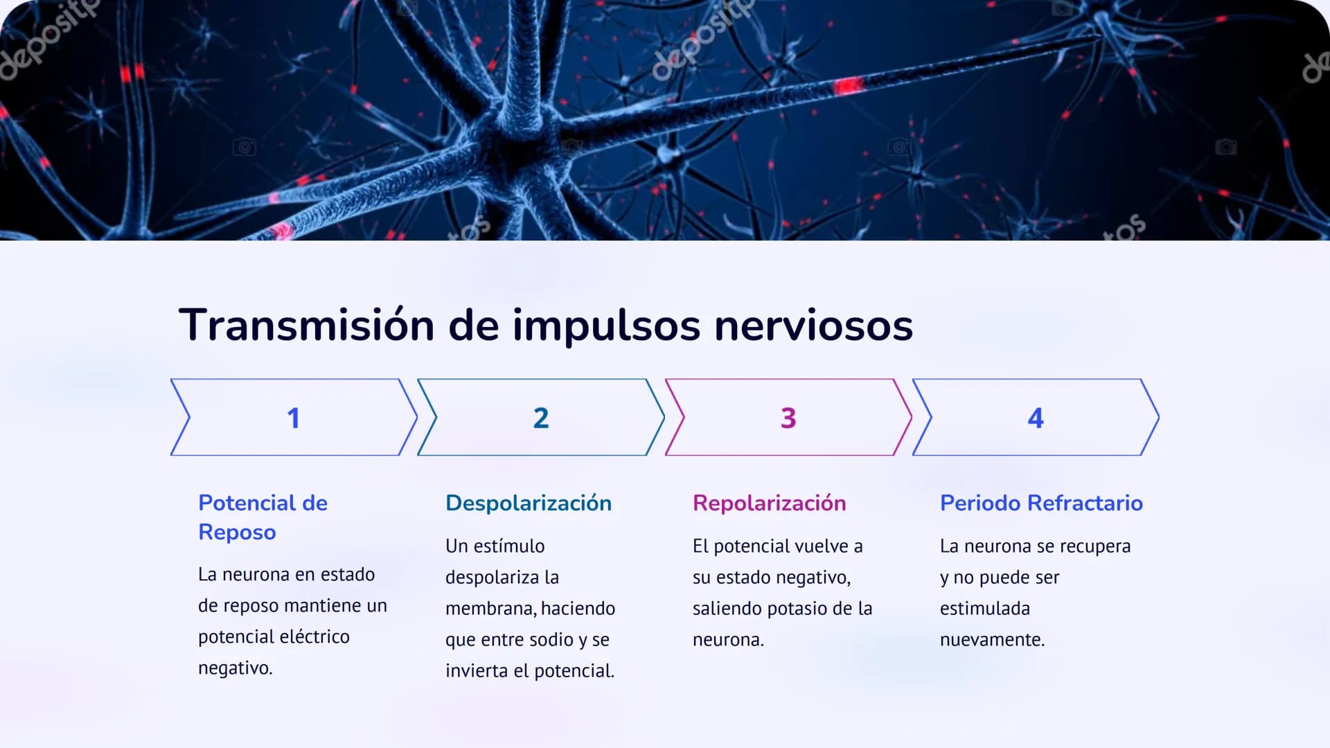 Co
N
Neurobiología:
Un viaje al interior del
sistema nervioso
La neurobiología es la ciencia que estudia el sistema nervioso, una
red comple