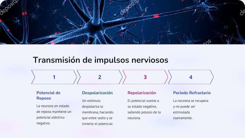 Co
N
Neurobiología:
Un viaje al interior del
sistema nervioso
La neurobiología es la ciencia que estudia el sistema nervioso, una
red comple
