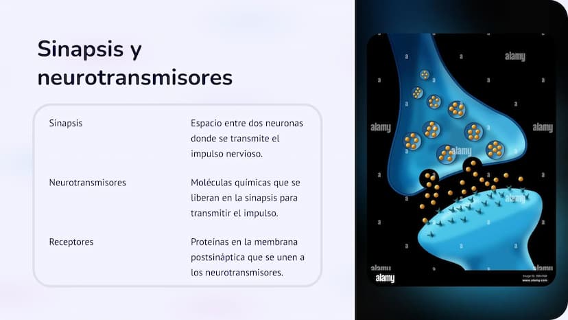 Co
N
Neurobiología:
Un viaje al interior del
sistema nervioso
La neurobiología es la ciencia que estudia el sistema nervioso, una
red comple