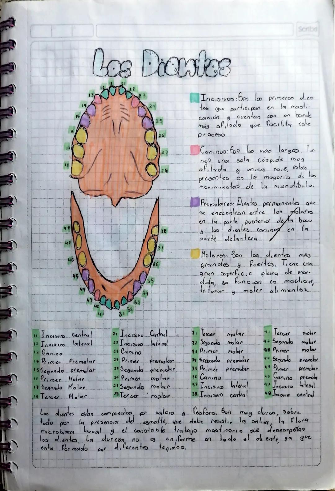 Scribe

Los Dientes

25
24
27
20
36

Incisivos: 50m 10o primeros dien
tes que participan en la maot..
corción y quentan con on bordk
más af,