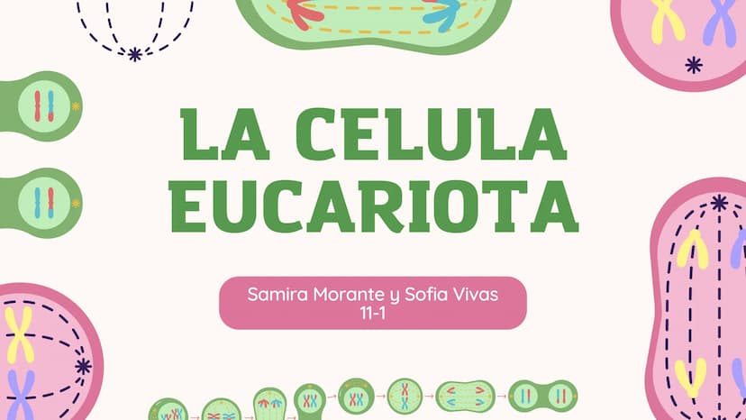 11
11
LA CELULA
EUCARIOTA
Samira Morante y Sofia Vivas
11-1
XX
XX
xx
VV
ለ ለ
0 0 Contenidos
• Introduccion a la celula
eucariota
• Estructura